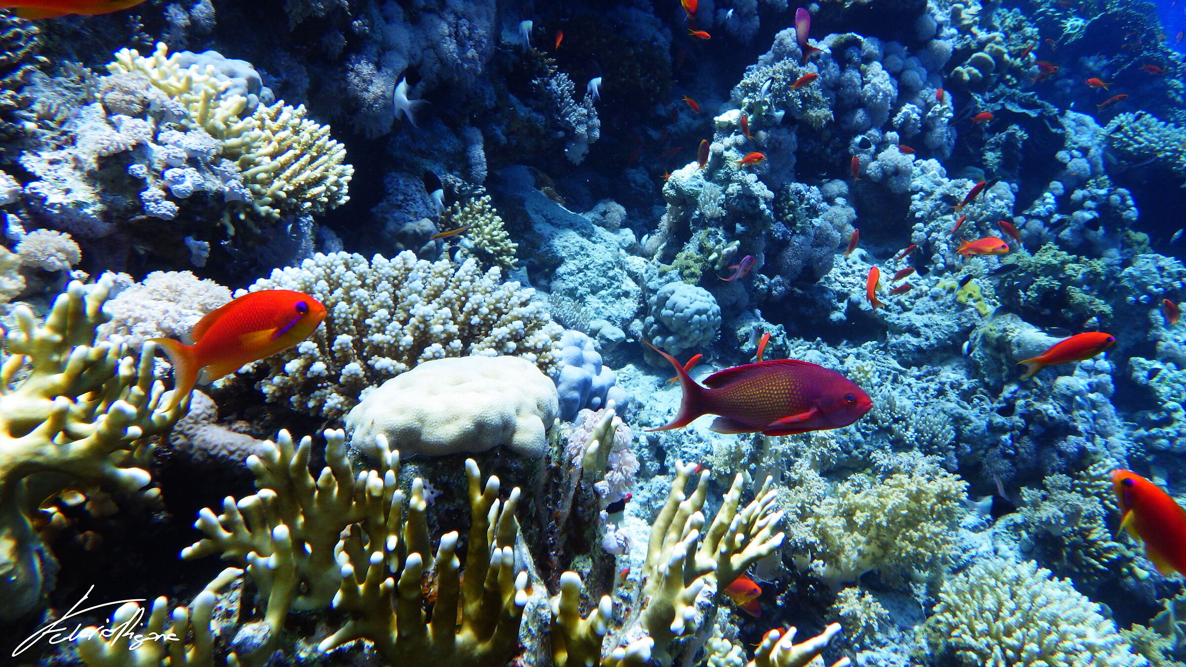 Pseudanthias squamipinnis