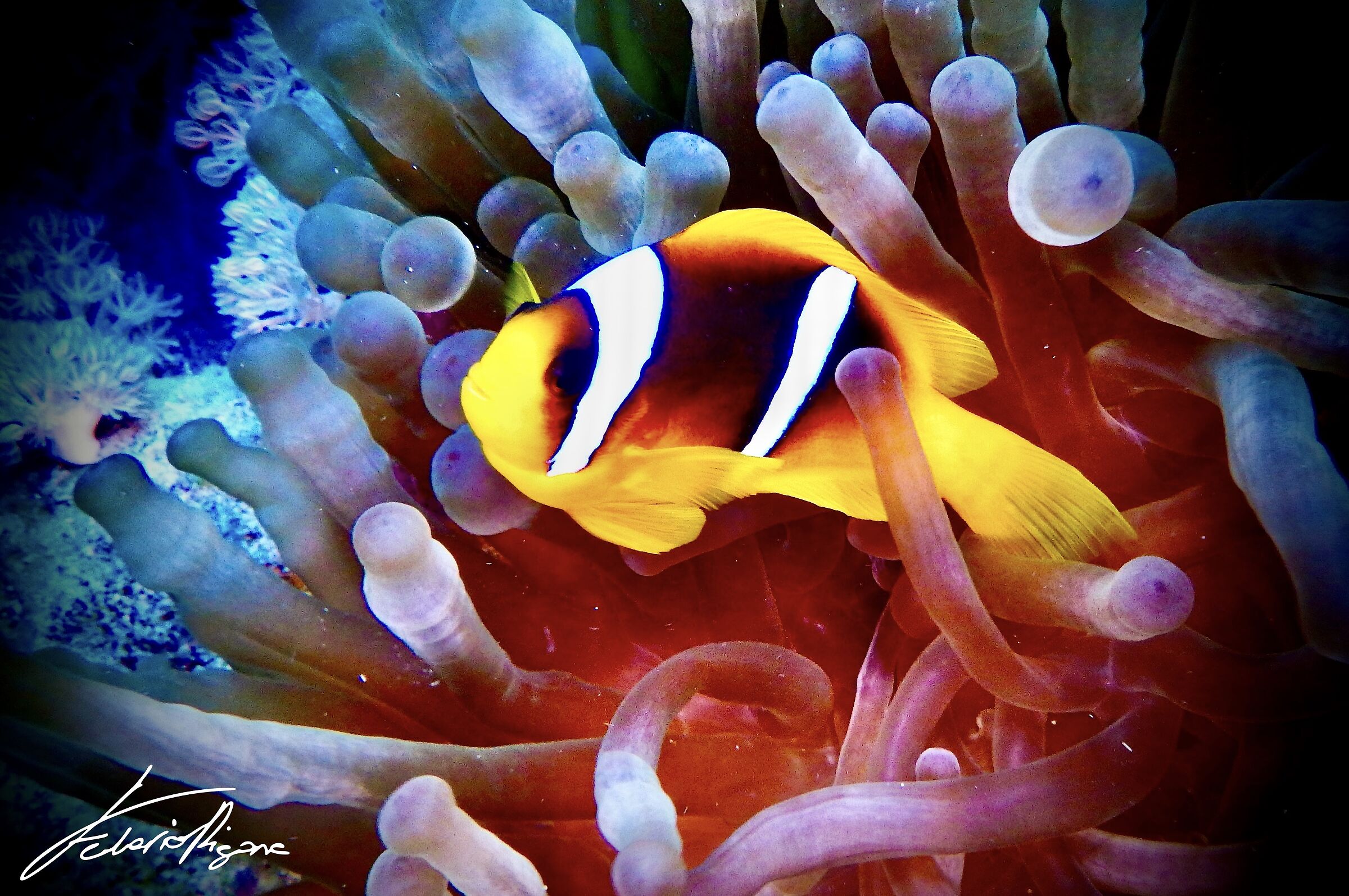 Amphiprioninae