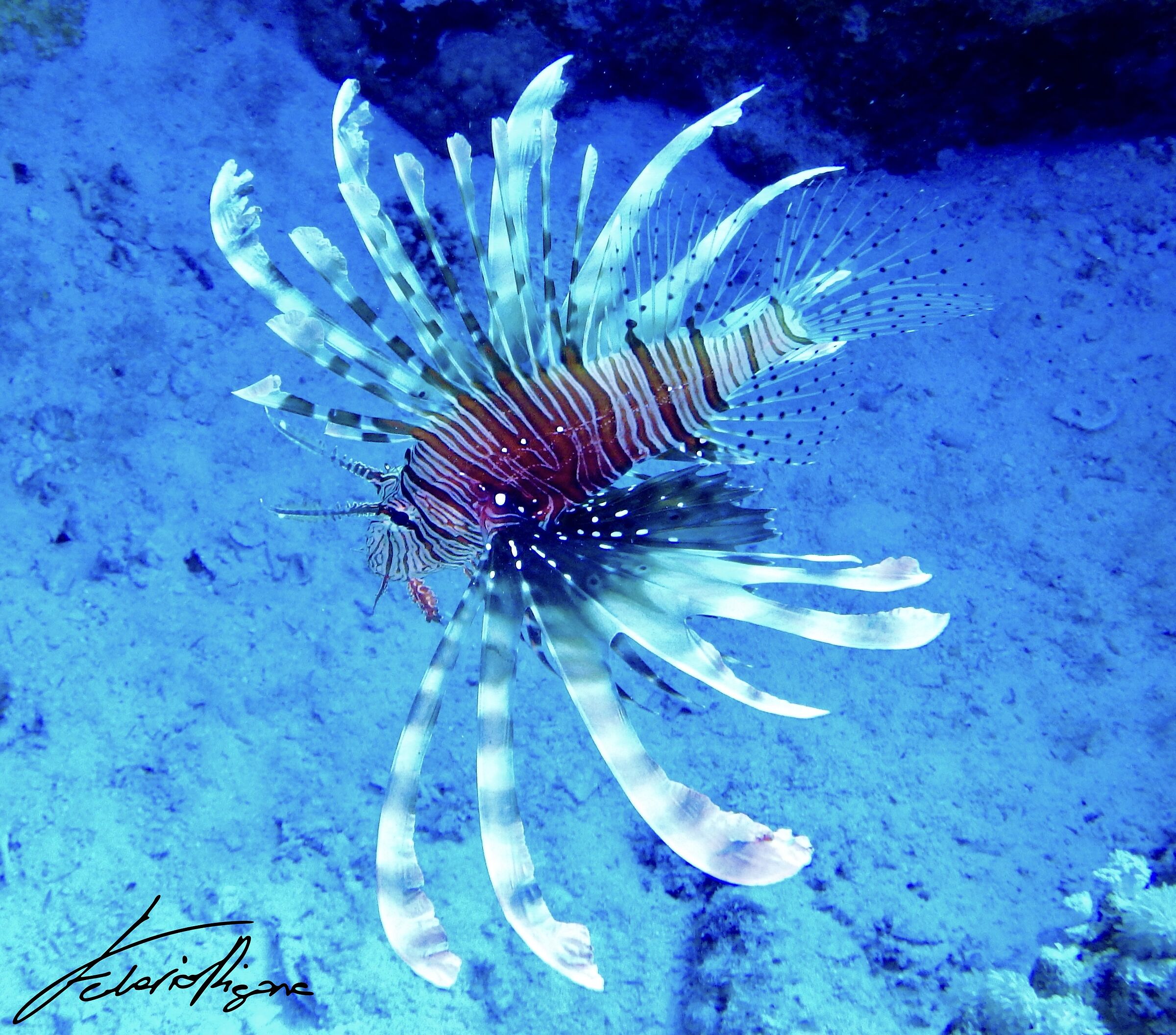 Pterois volitans