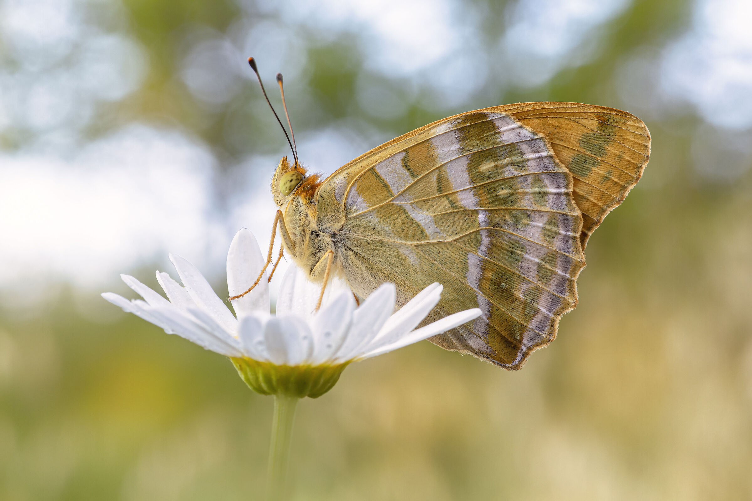Argynnis paphia (Linnaeus, 1758)