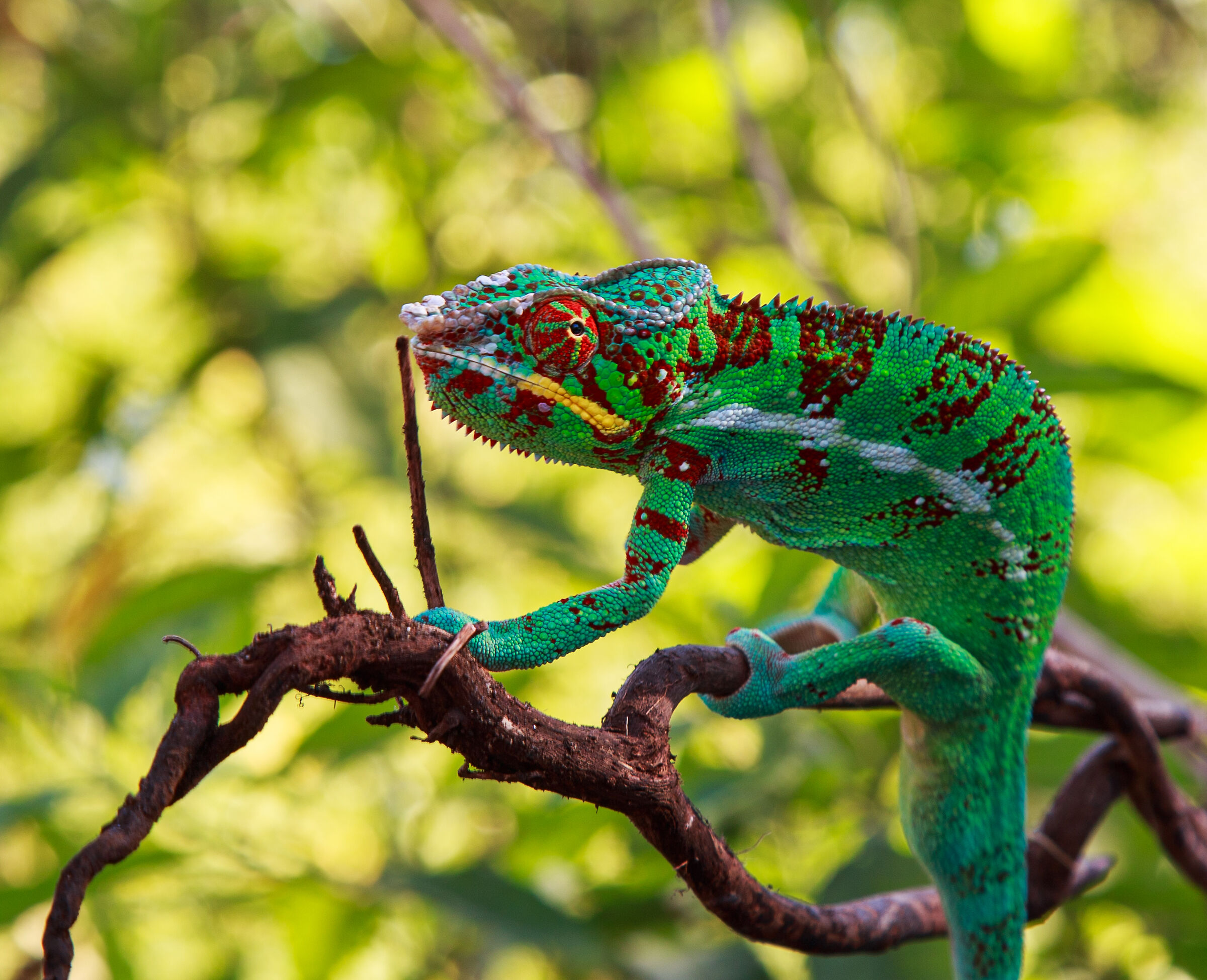 Chameleon in Madagascar