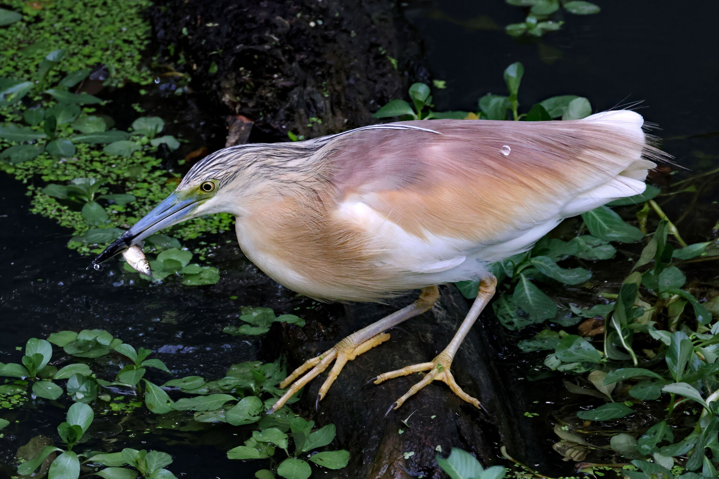 Sgarza ciuffetto a caccia 4