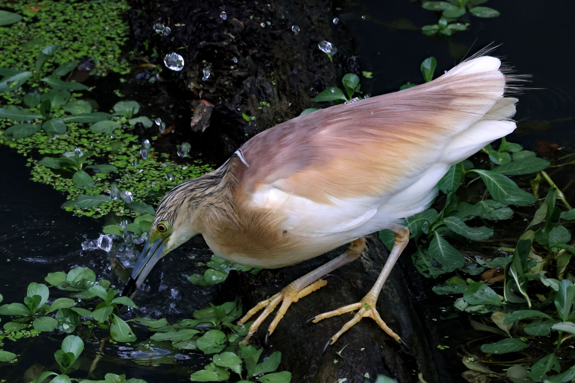 Sgarza ciuffetto a caccia 3