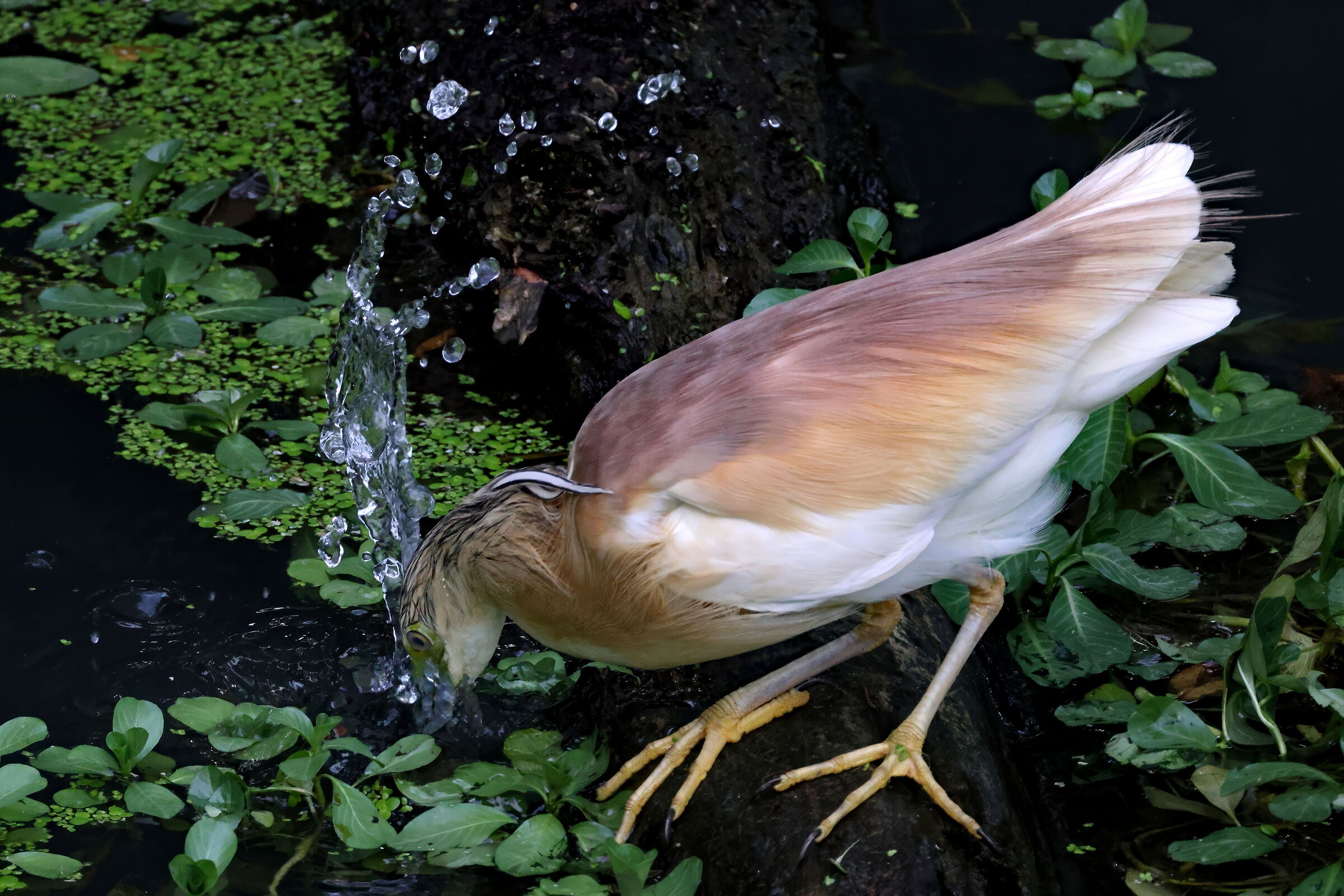 Sgarza ciuffetto a caccia 2