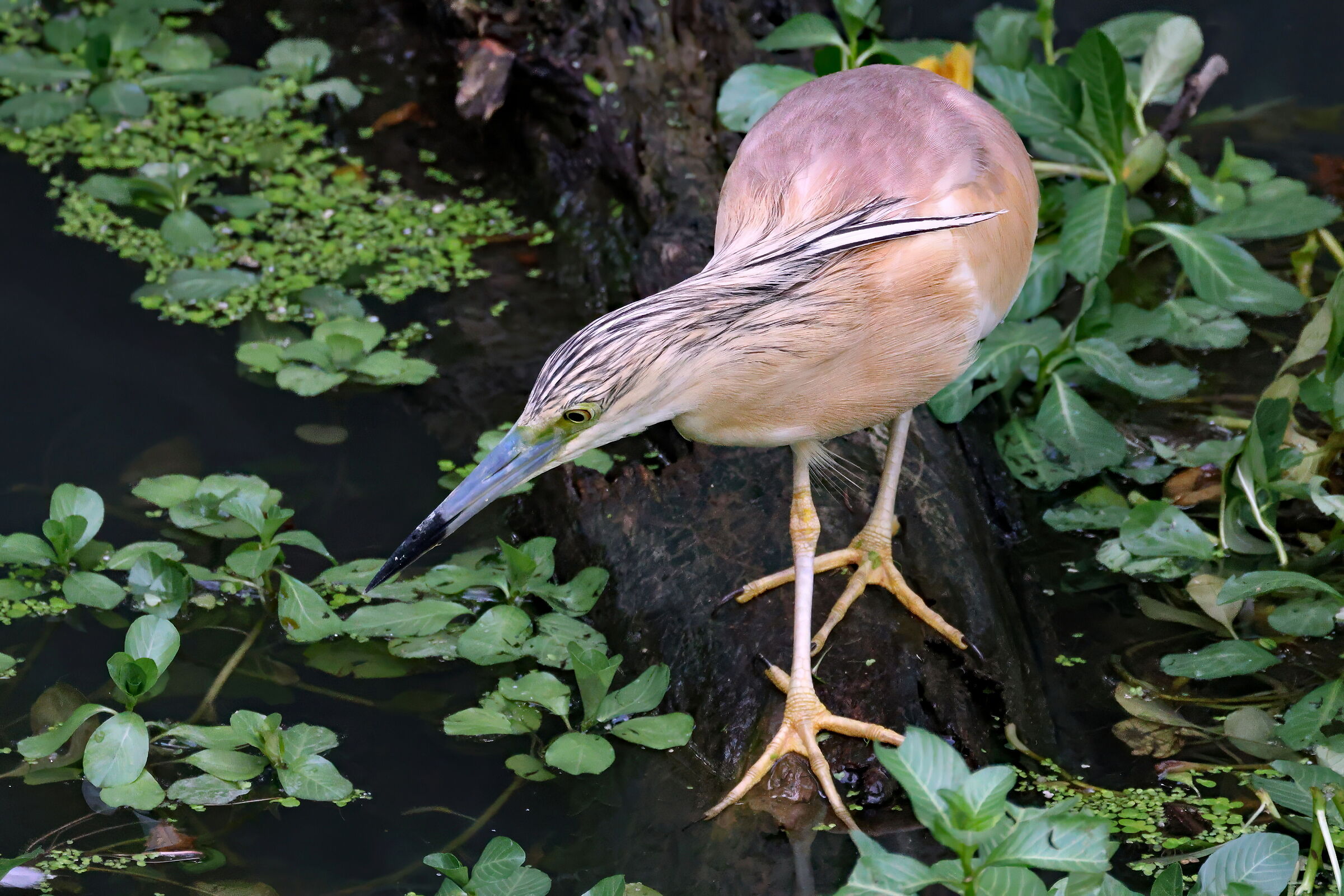 Sgarza ciuffetto a caccia 1