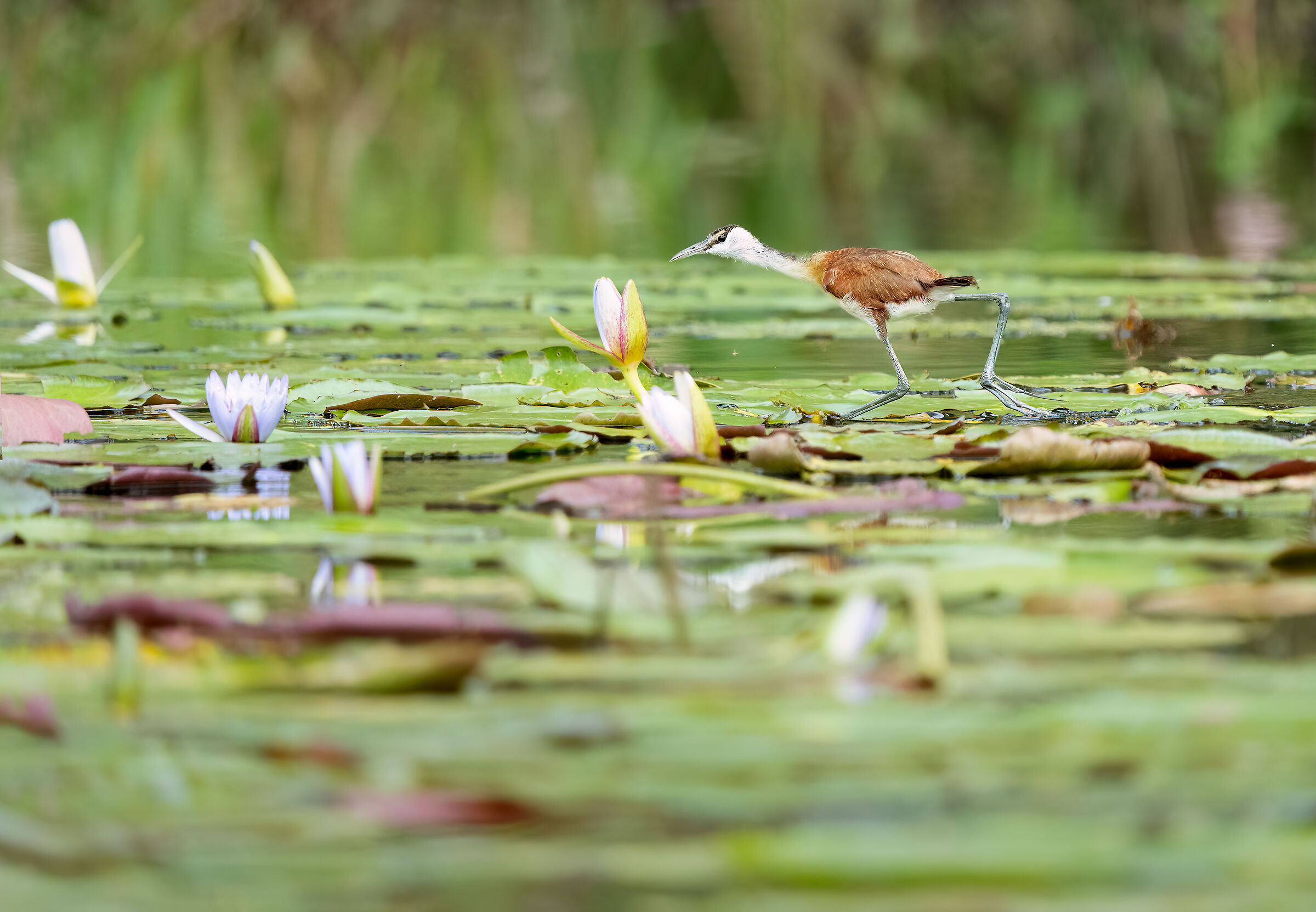 African Jacana