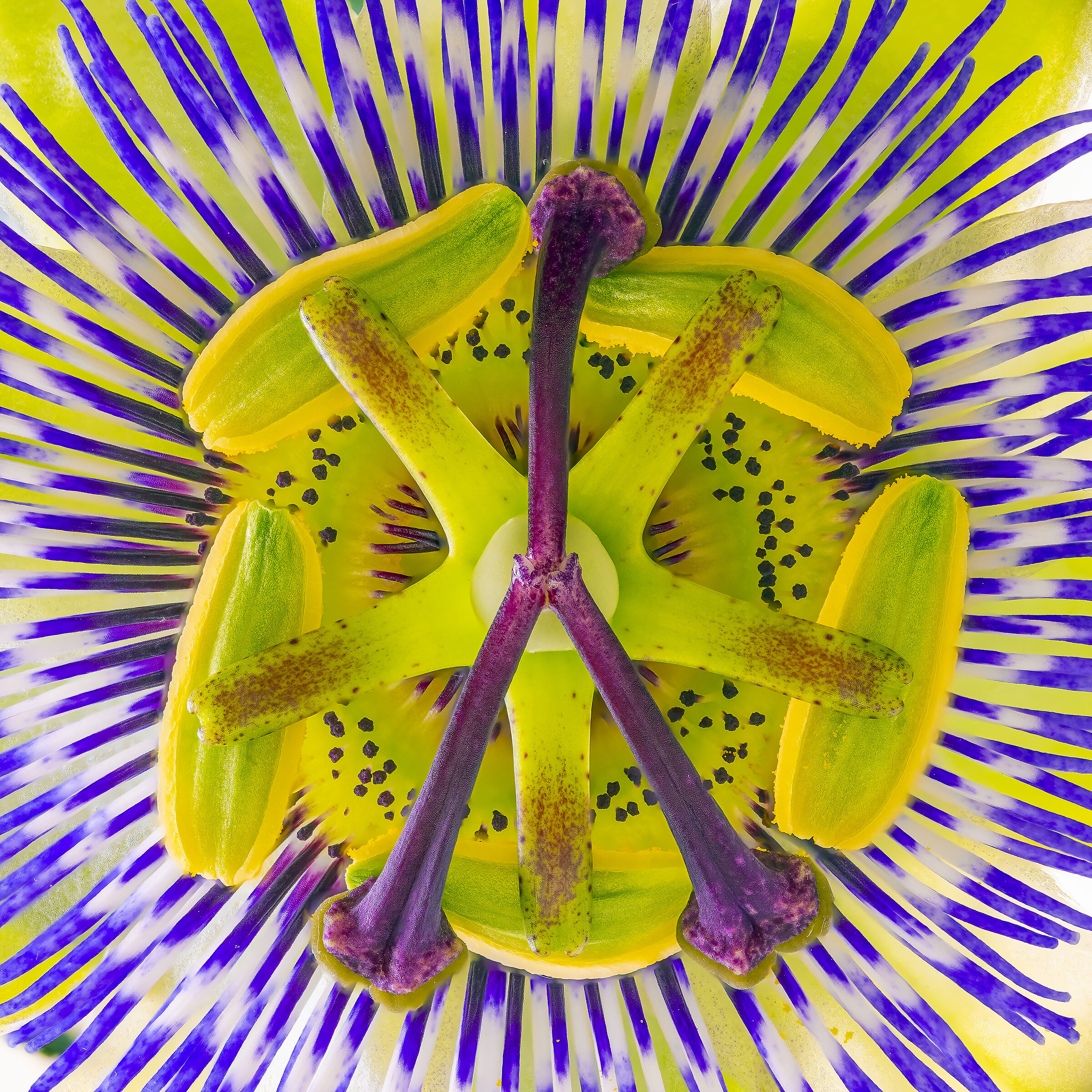 Fiore di Passiflora