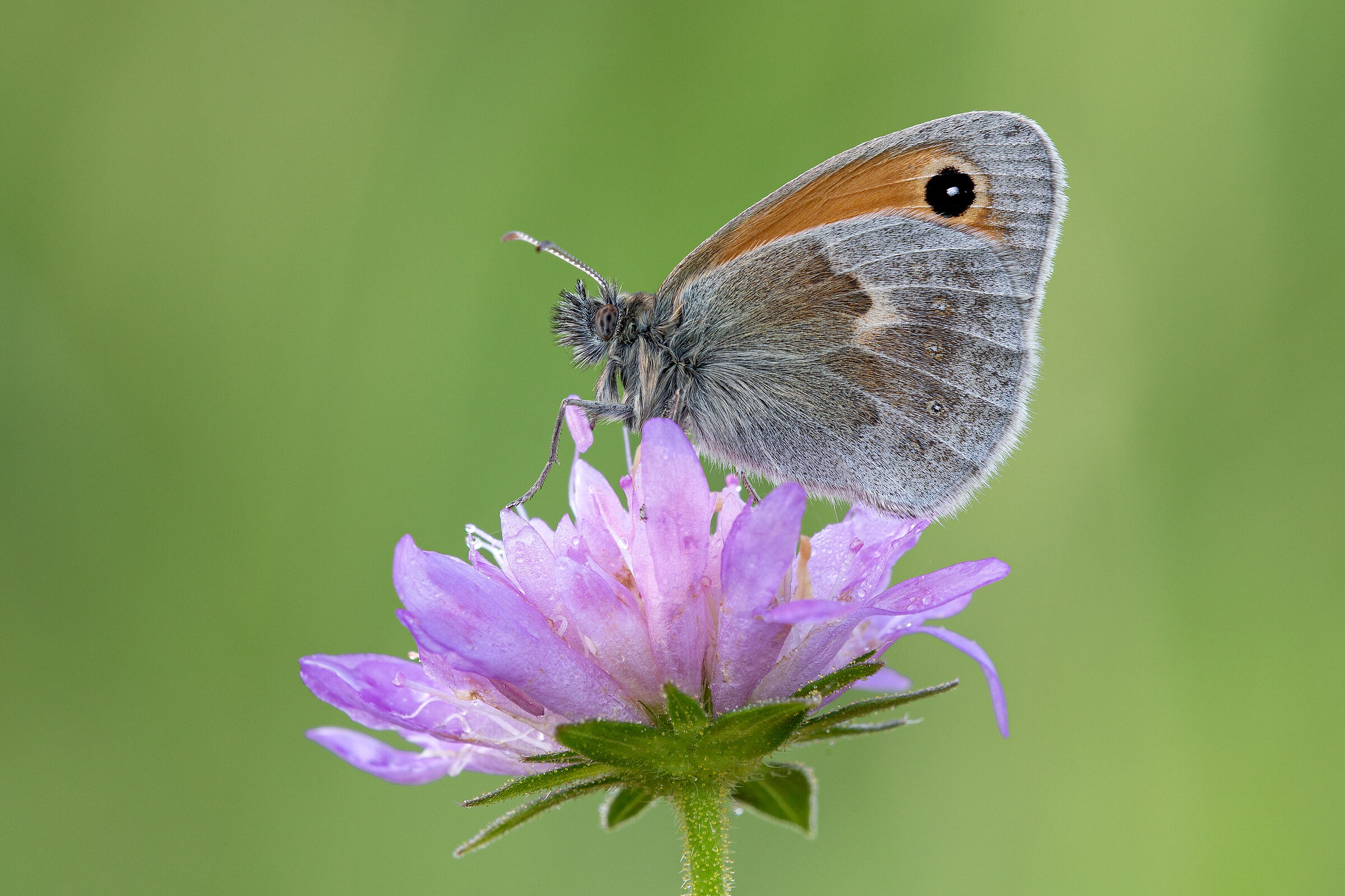 Coenonympha pamphilus
