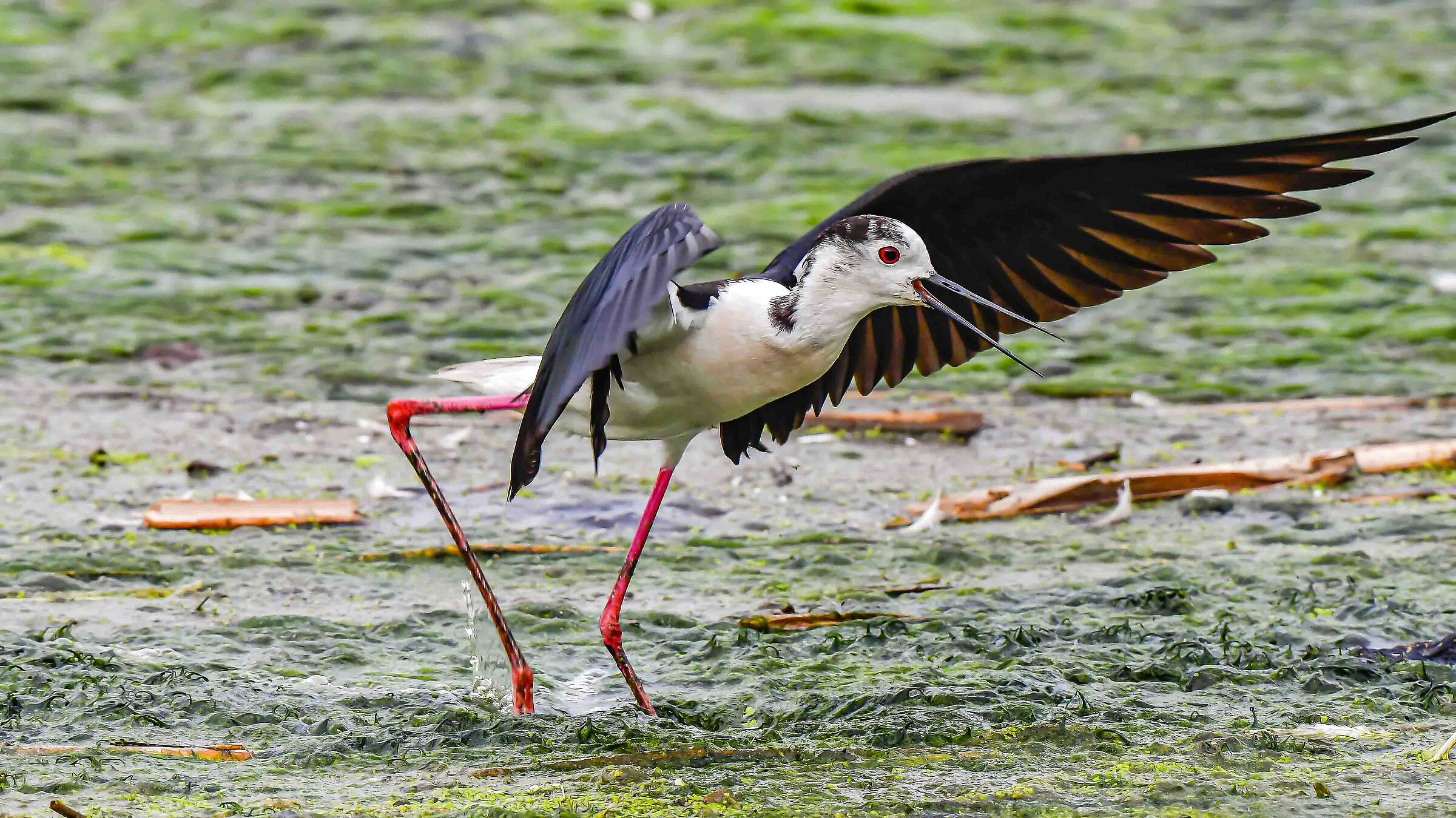 Cavaliere d'Italia ( M )