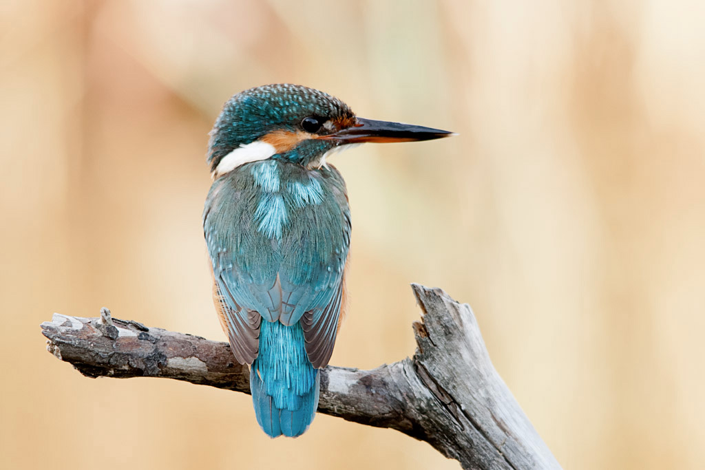 Kingfisher - Po Delta