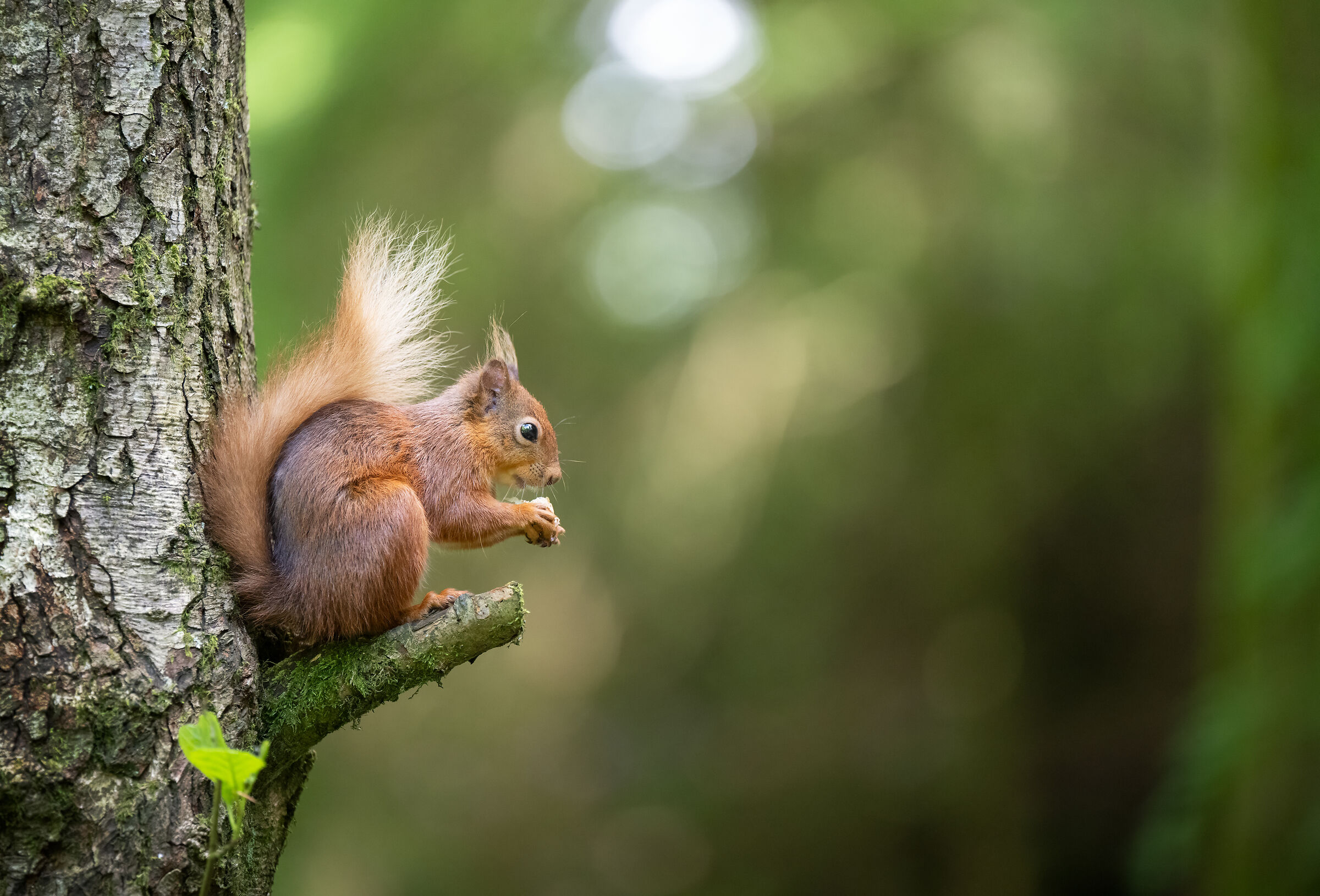 The little sentinel of the forest