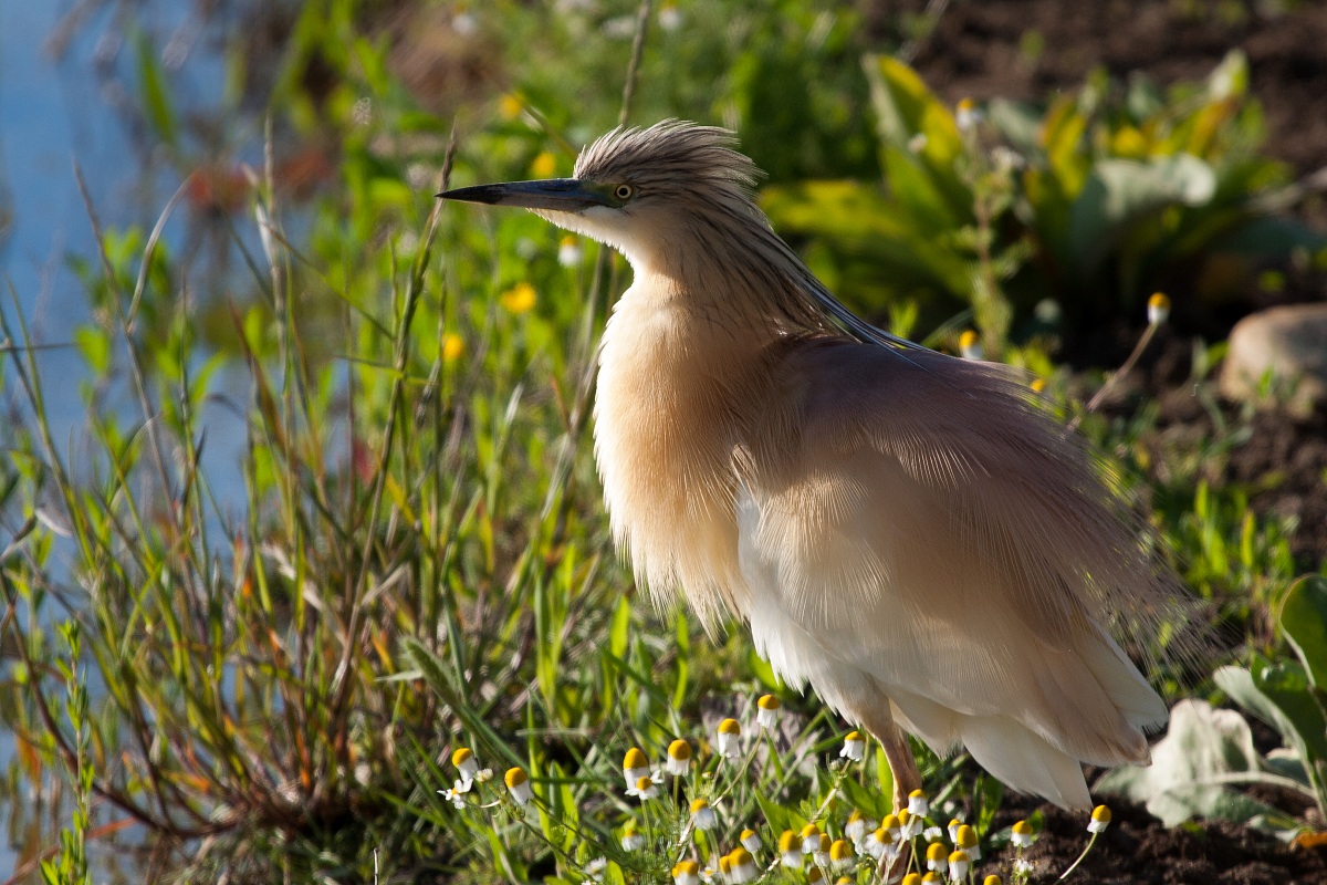 Today I have a devil for "pen"