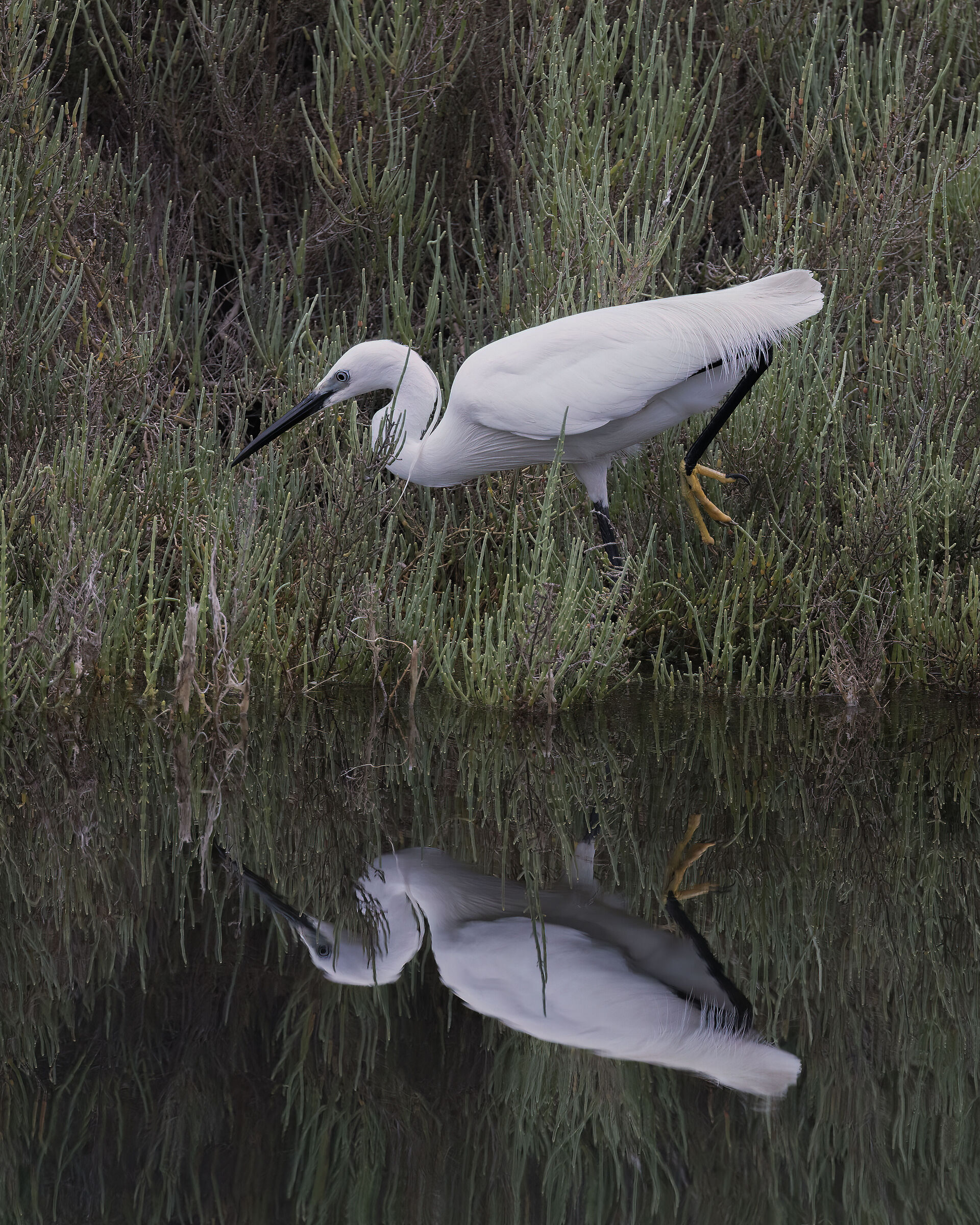 Let's go fishing (Egretta garzetta)