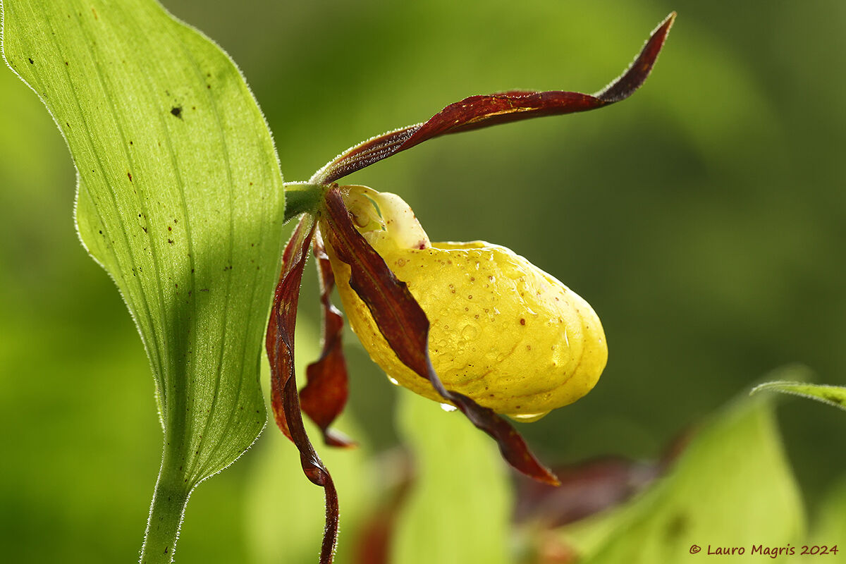 Scarpe della Madonna