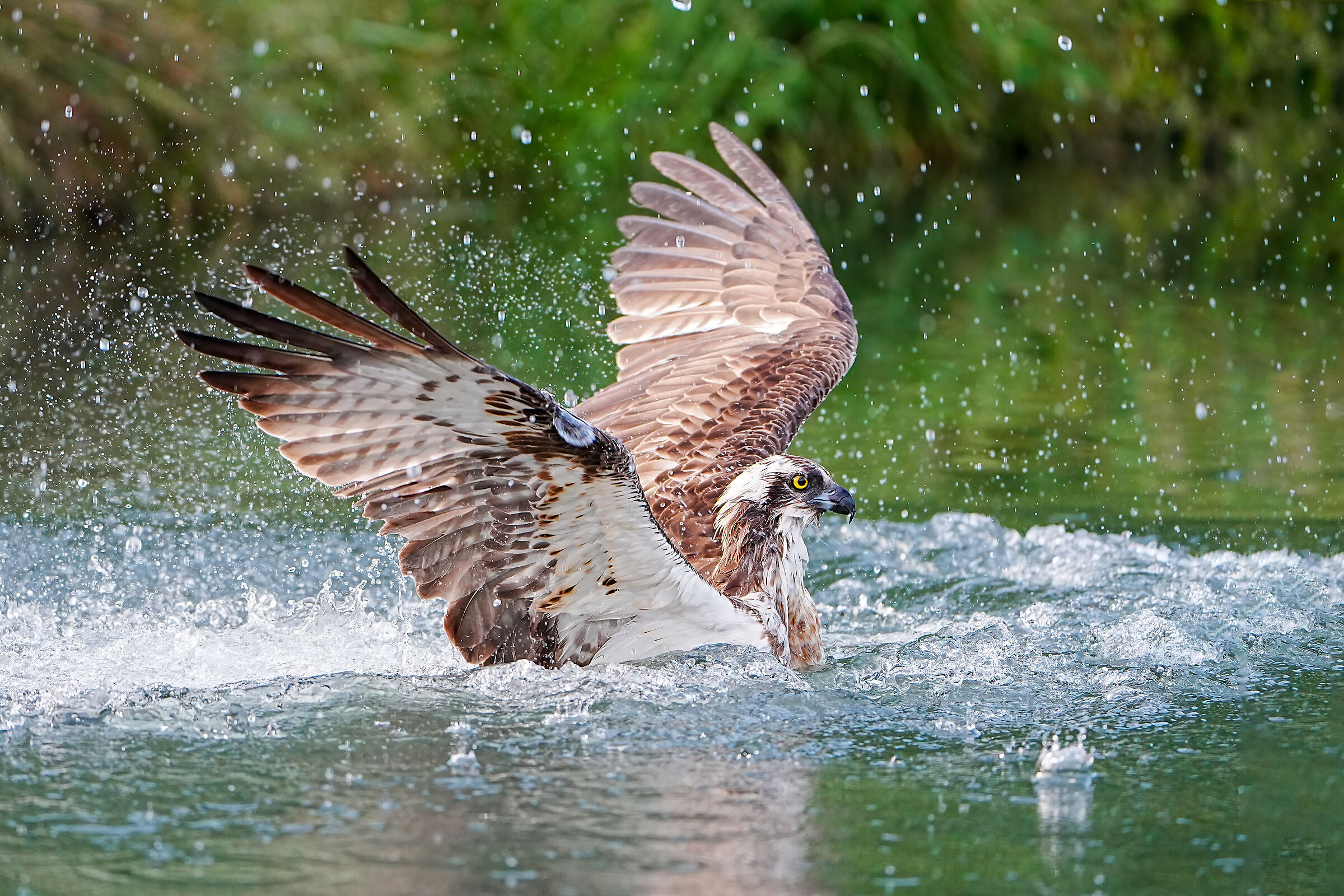 The Osprey's Dive