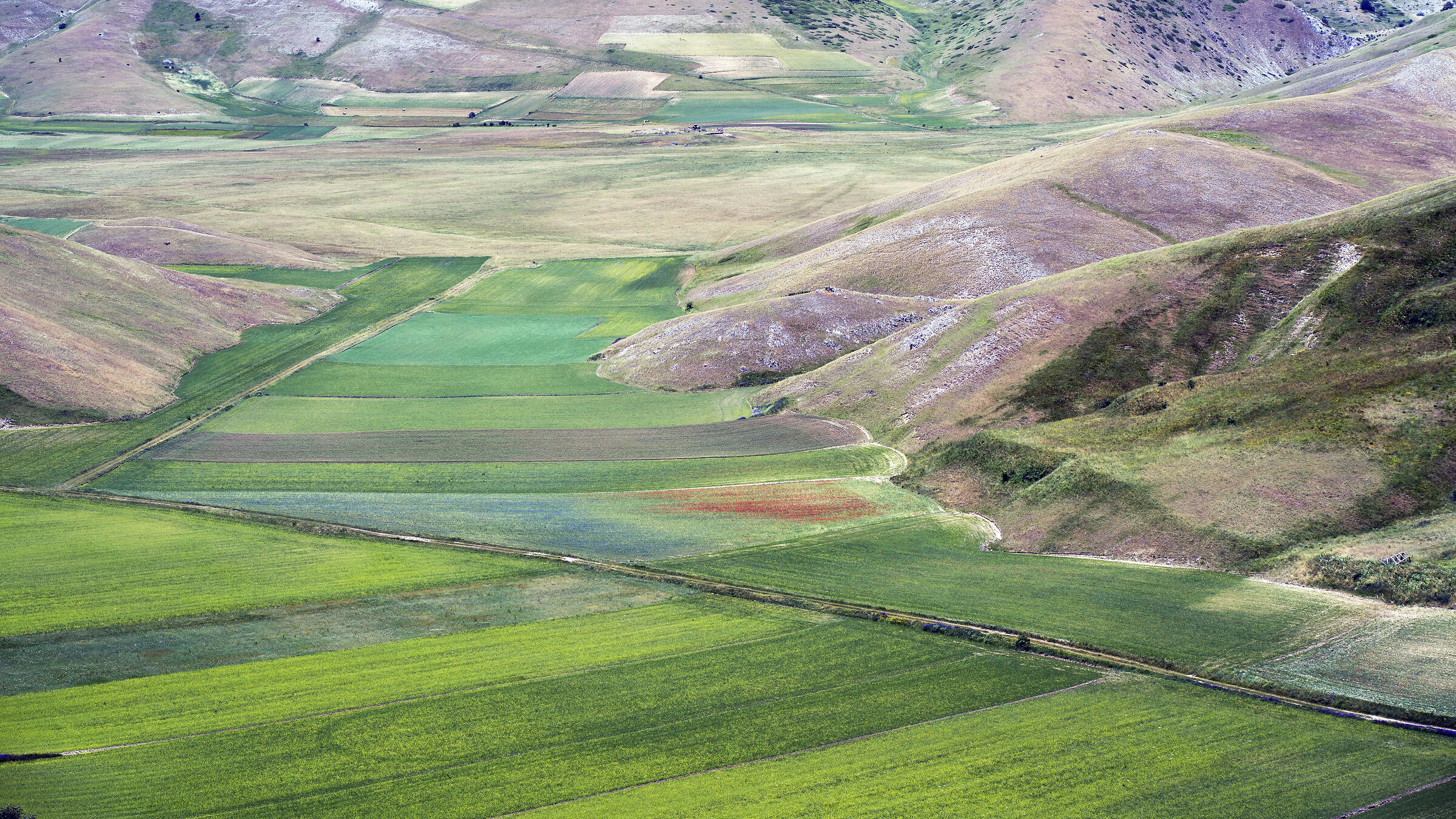 Coltivazione di lenticchie a Castelluccio di Norcia