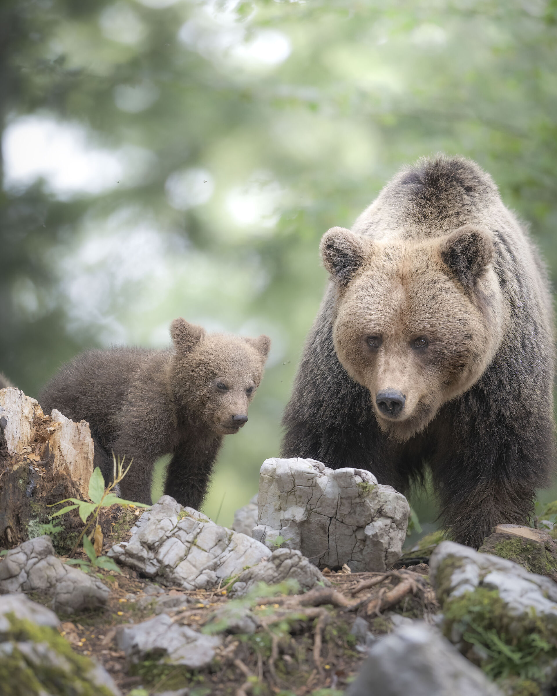 Mamma con cuccioli