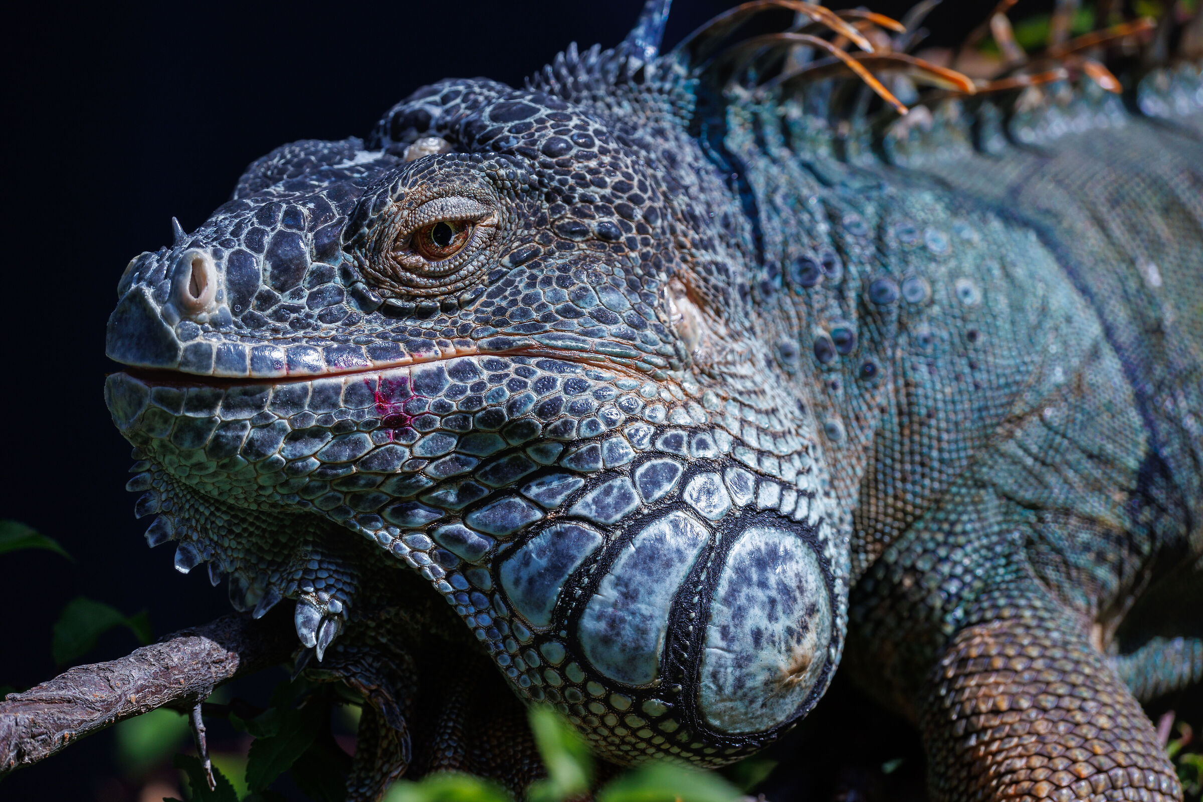 Il punk rocker della natura