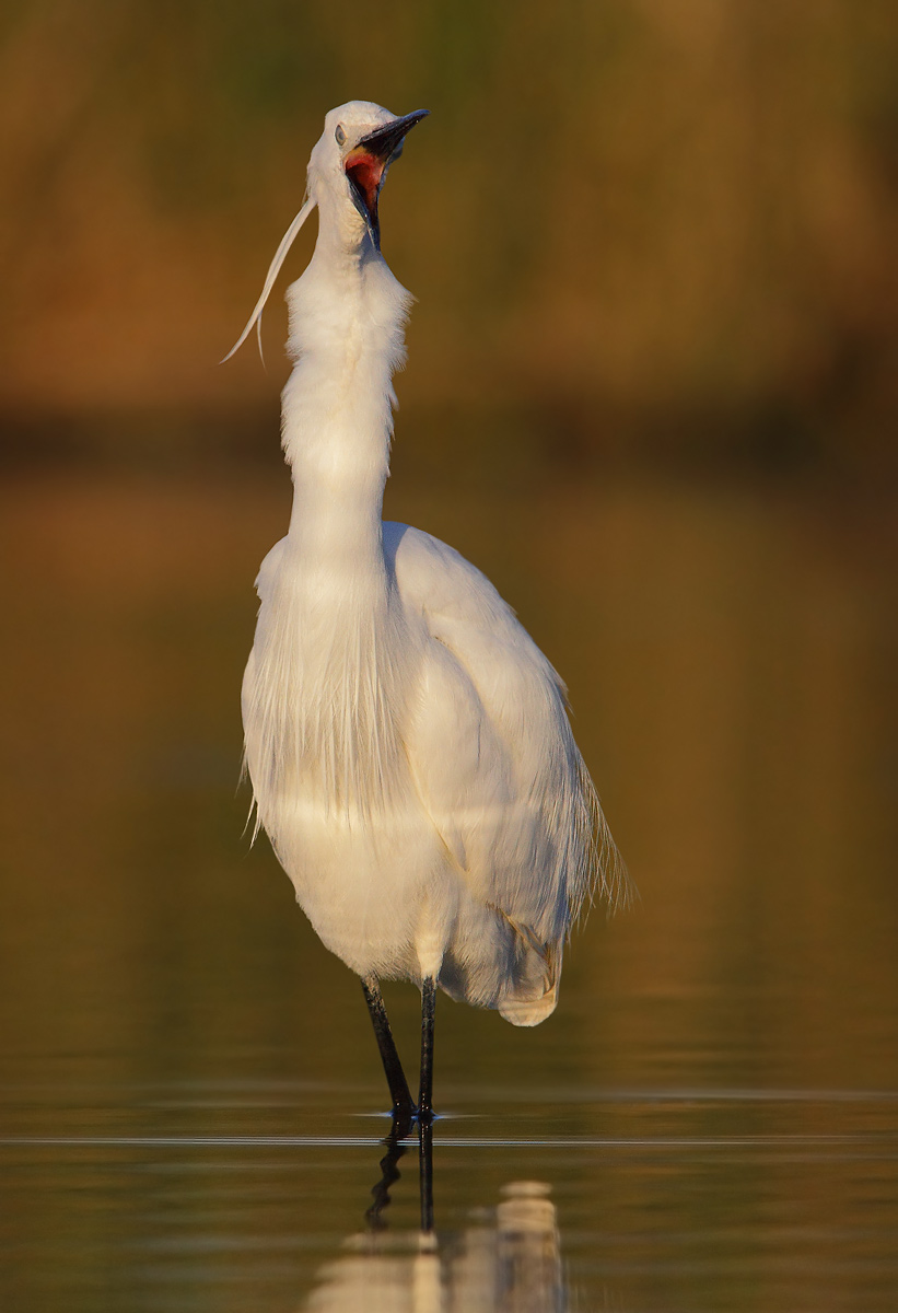 The roar of the egret
