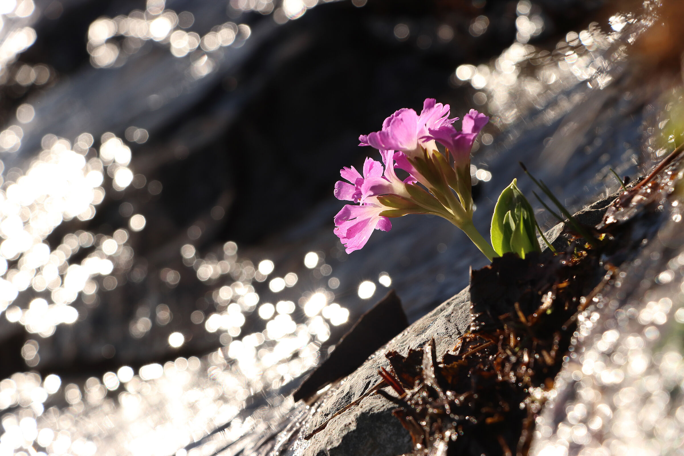 Primroses among the drops