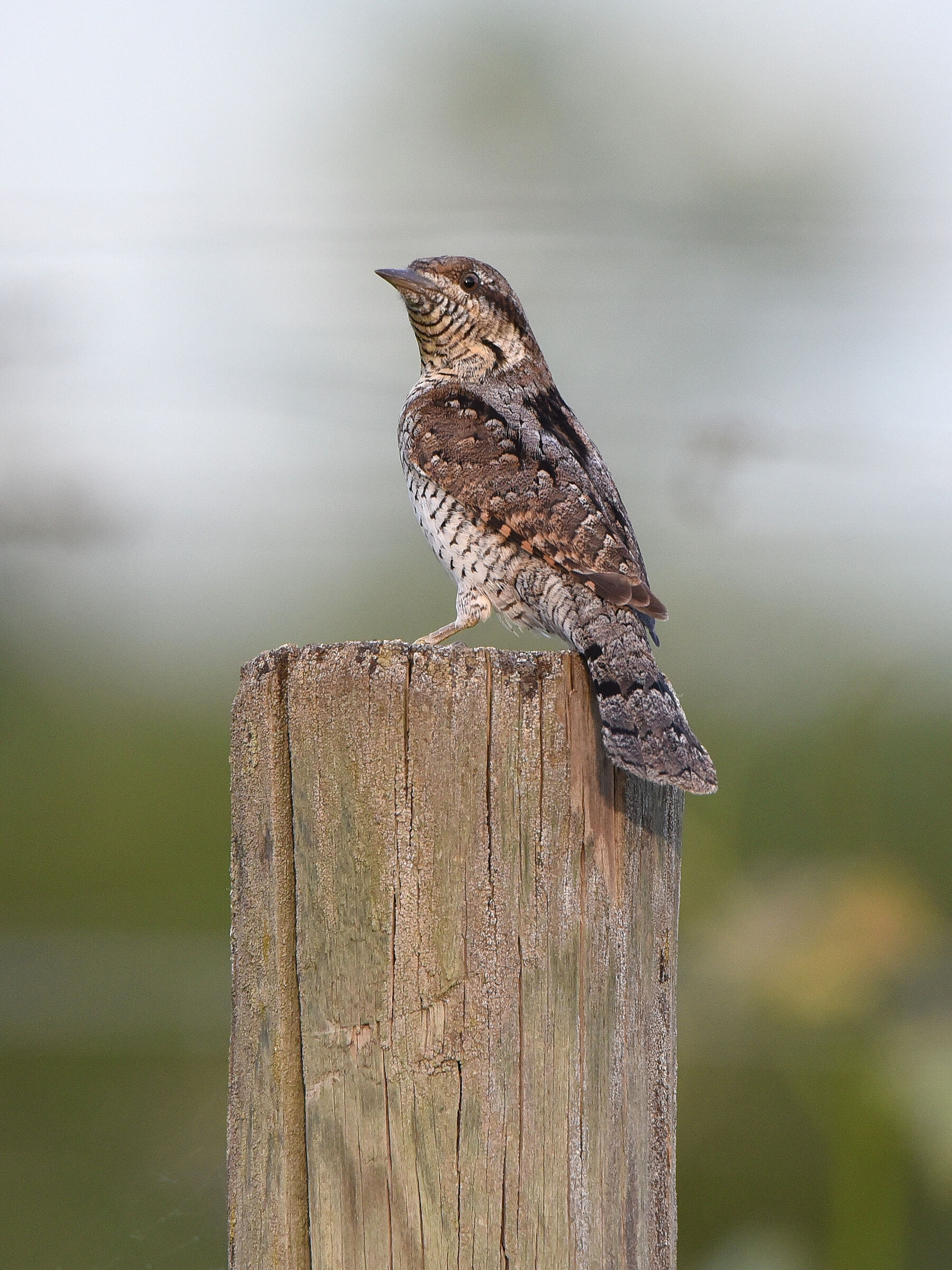 Wryneck