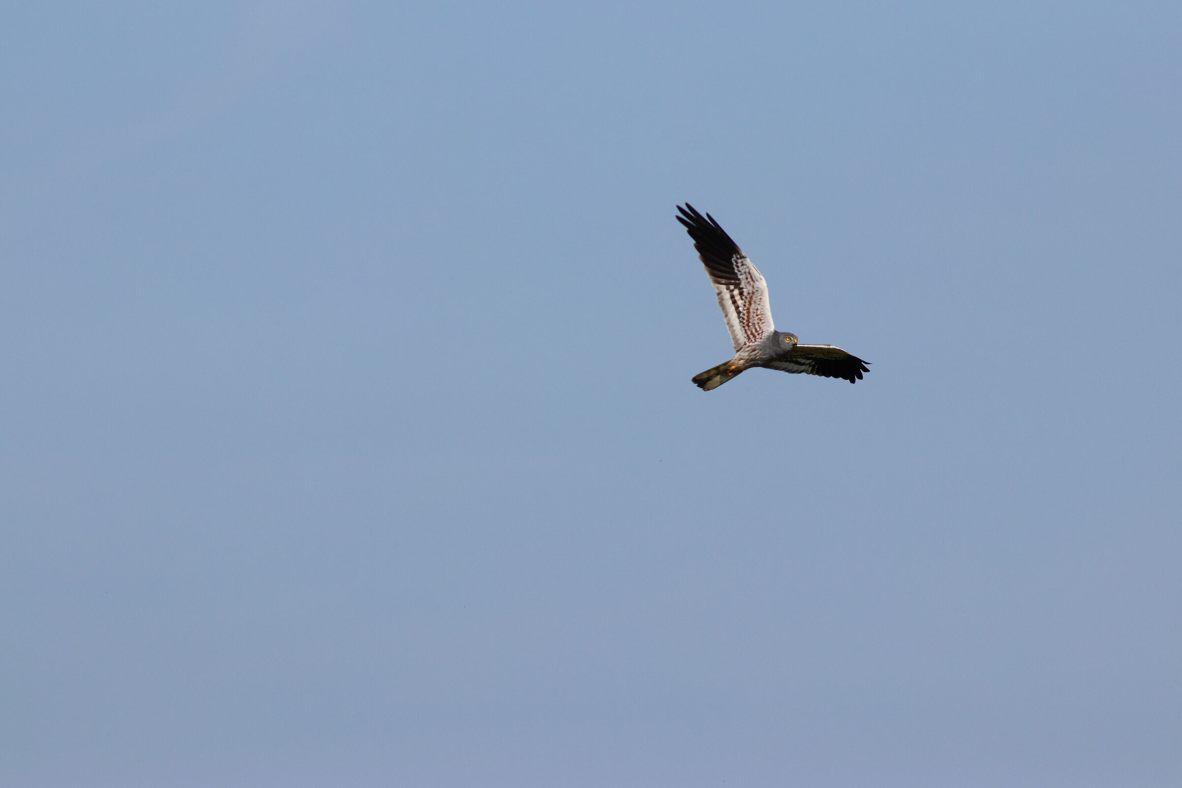 Male hen harrier
