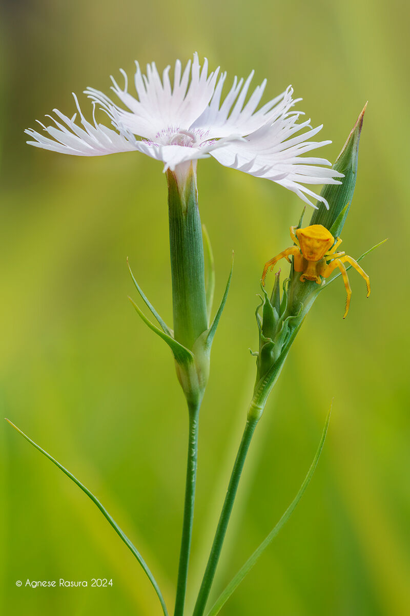 Thomisus onustus su garofano selvatico