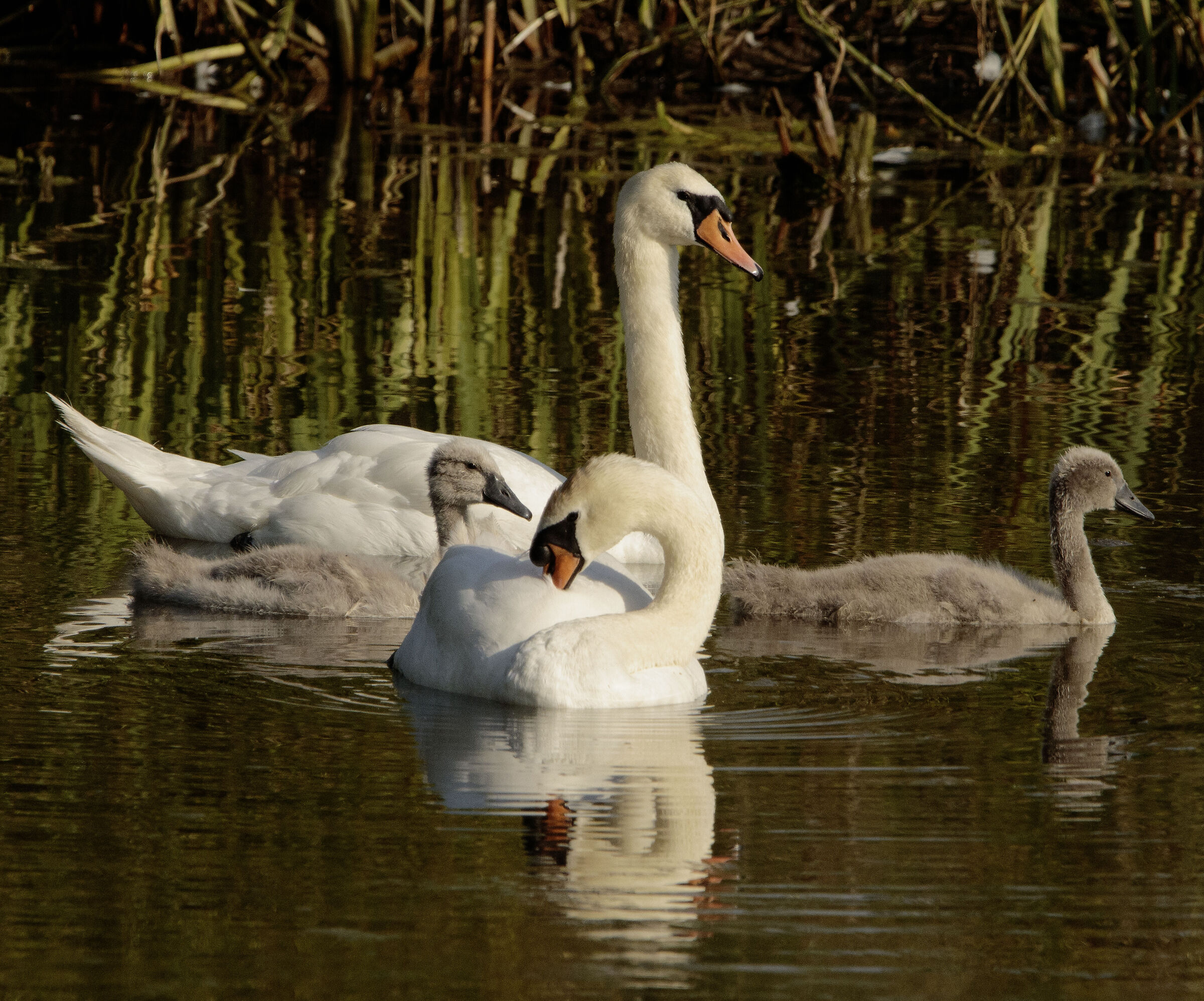 Mute Swans with small Oases Lipu Cesano M. MB 5/06/24