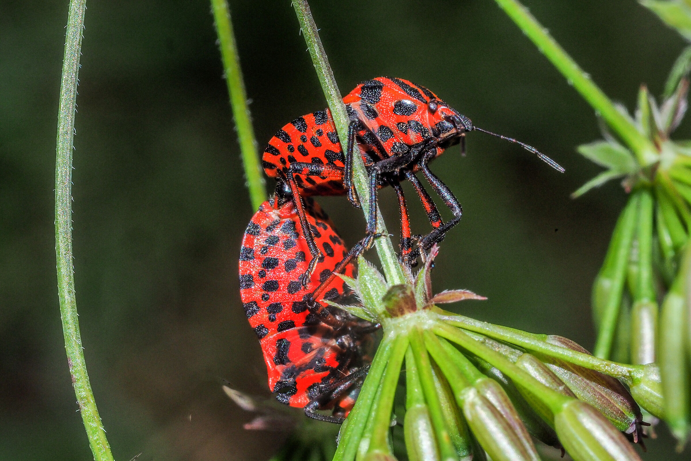 Il kama-sutra del Graphosoma italicum