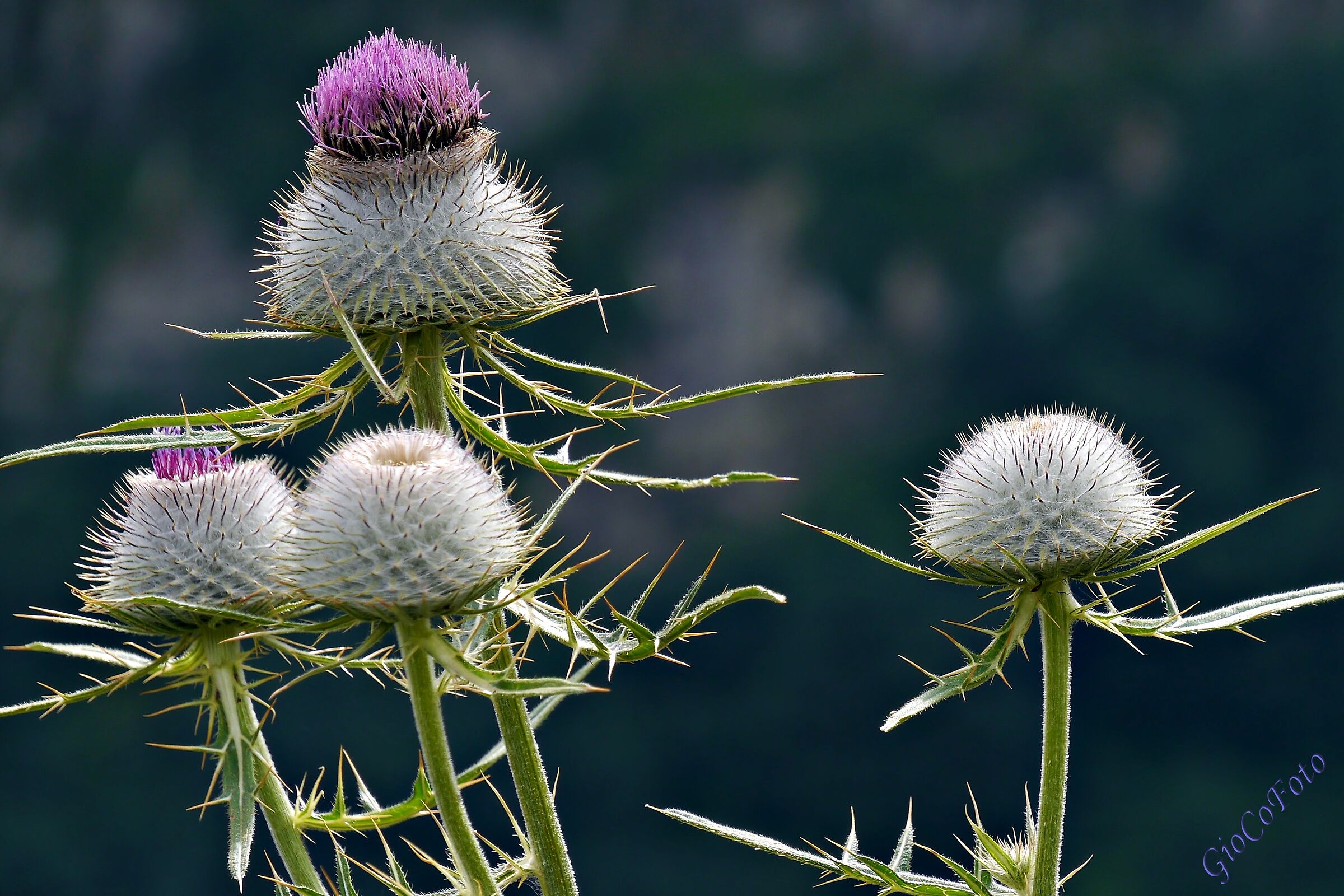 Pericolosamente bello