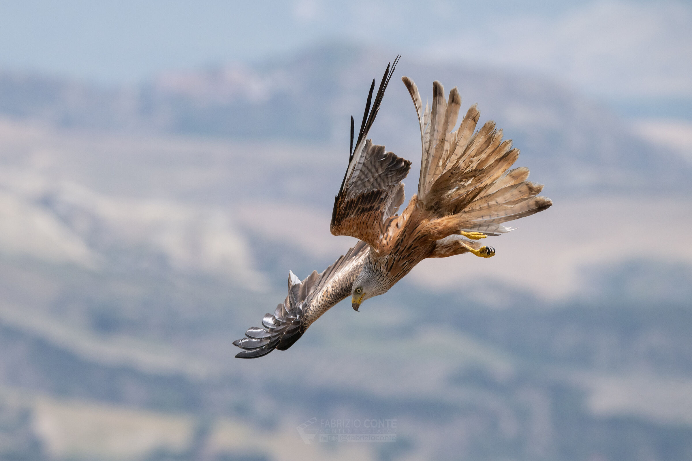 Nibbio reale3
