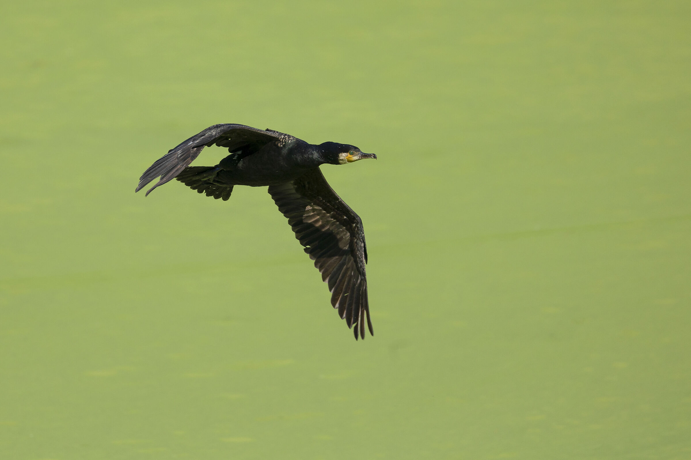 Cormorano