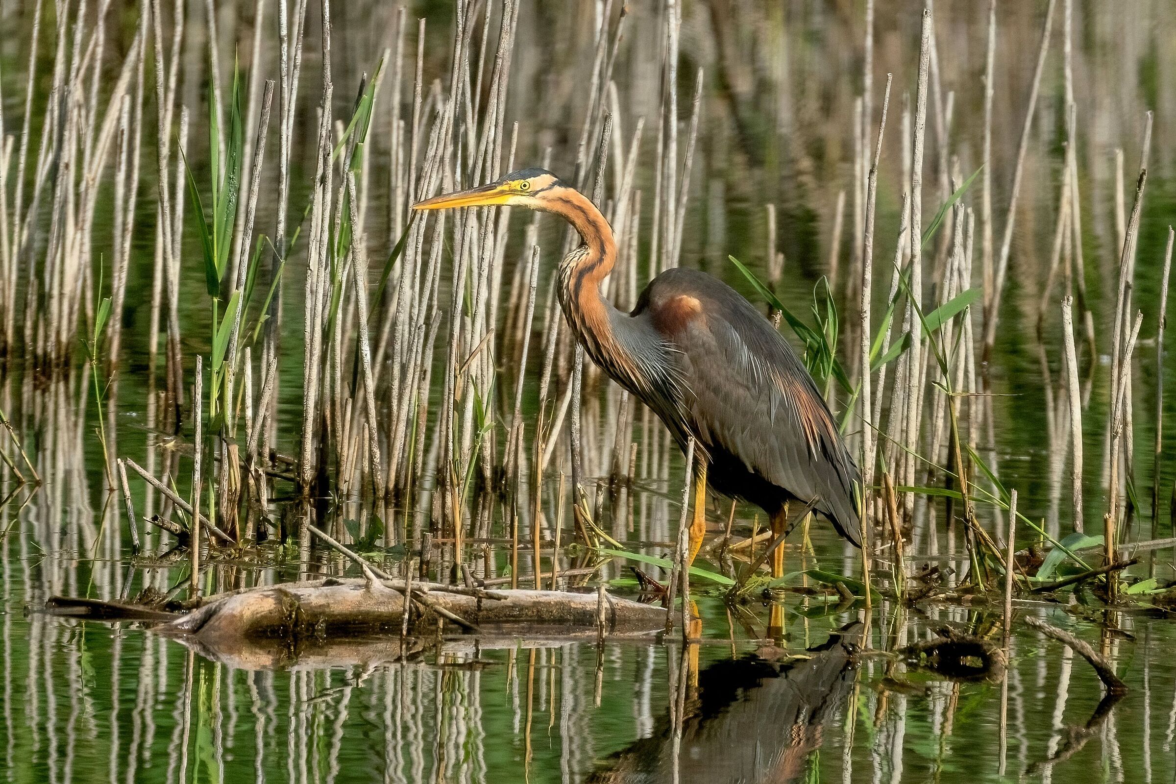 Purple Heron (Ardea purpurea)