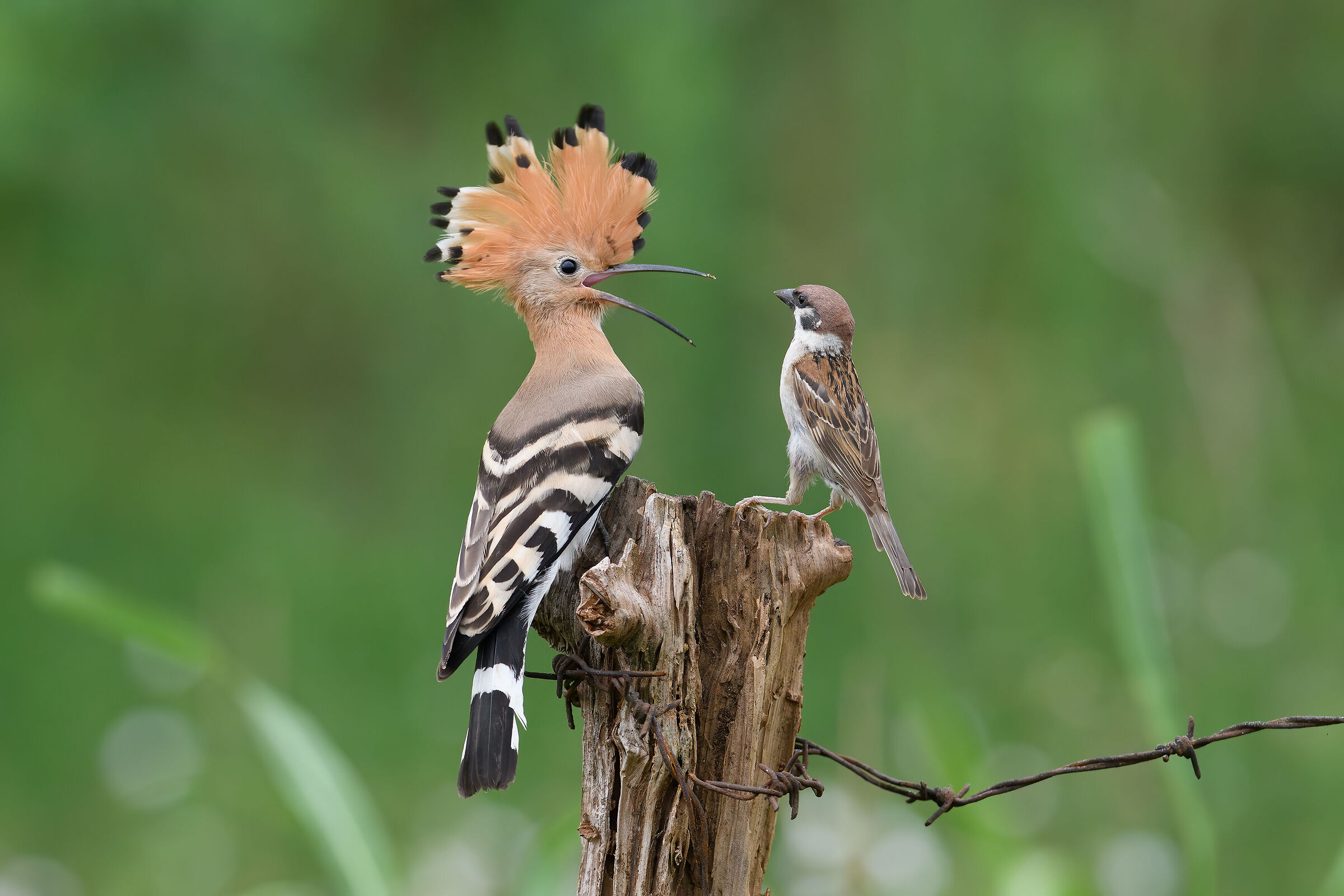 Hoopoe and Sparrow