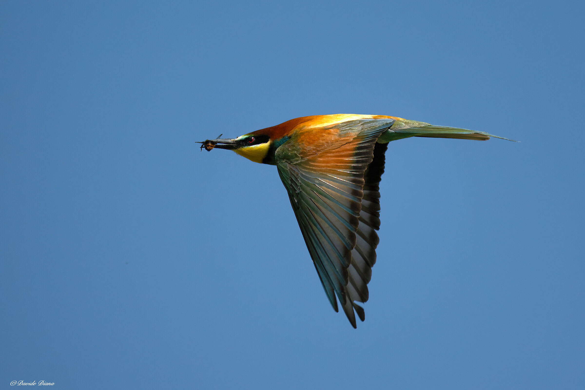 Bee-eater