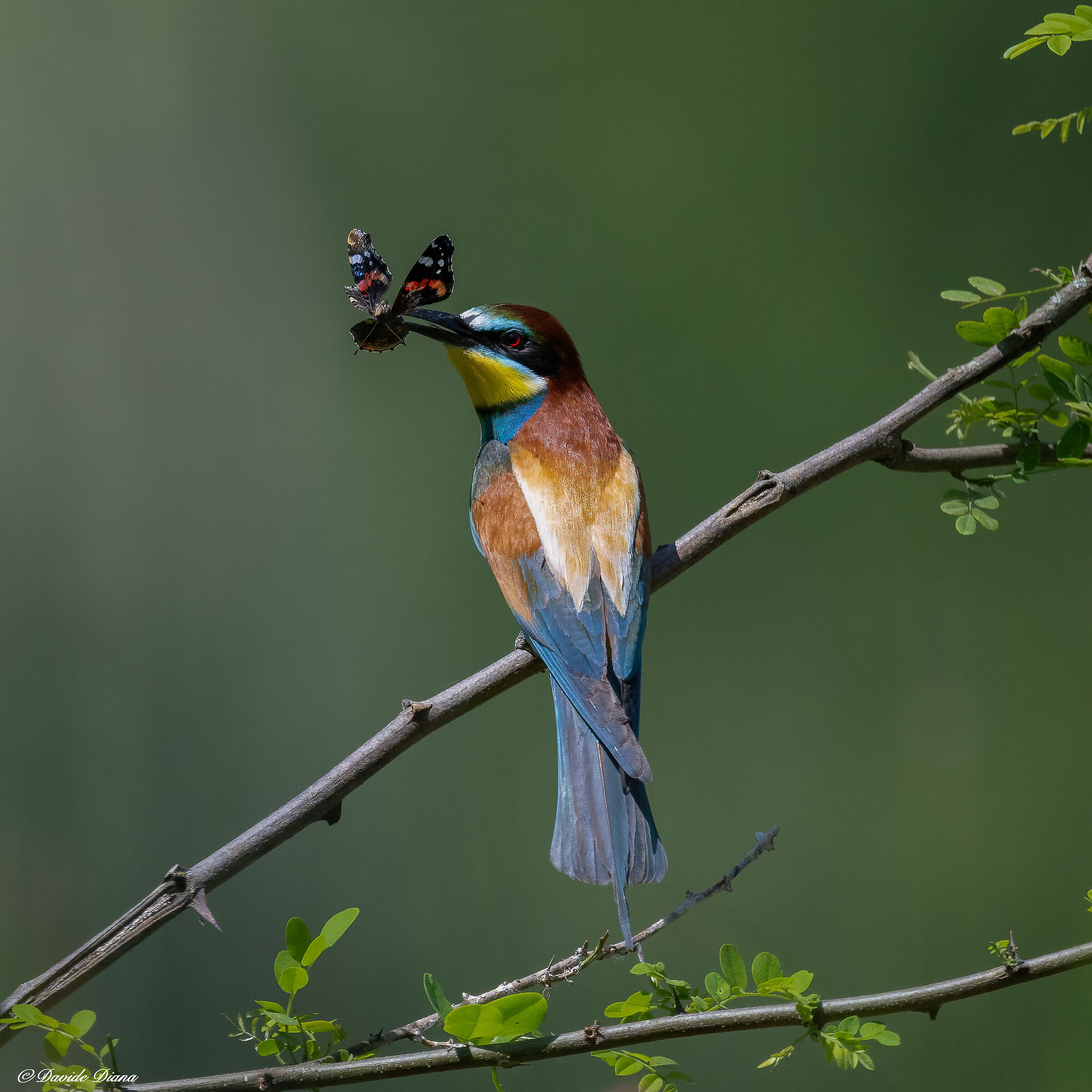 Bee-eater