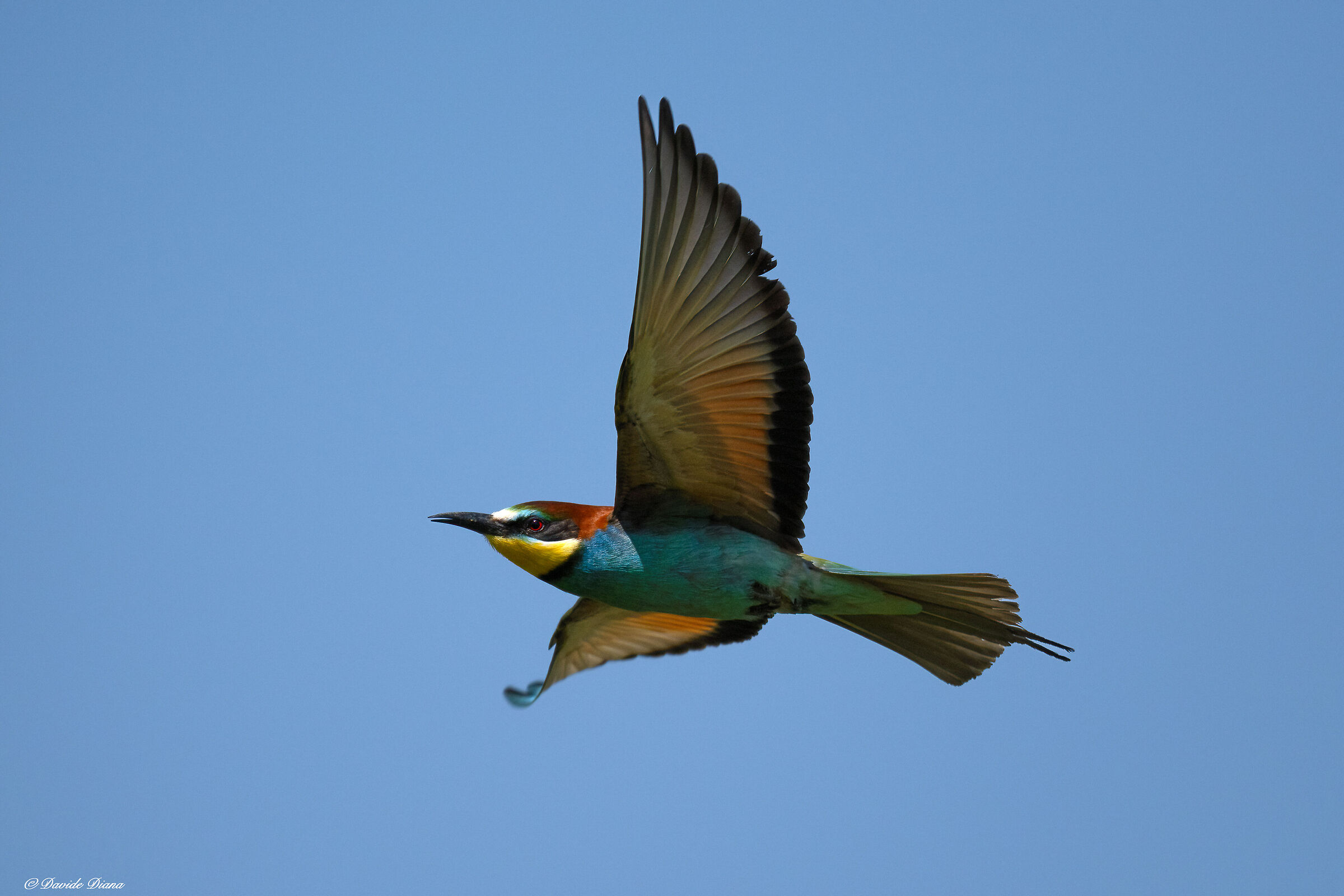 Bee-eater