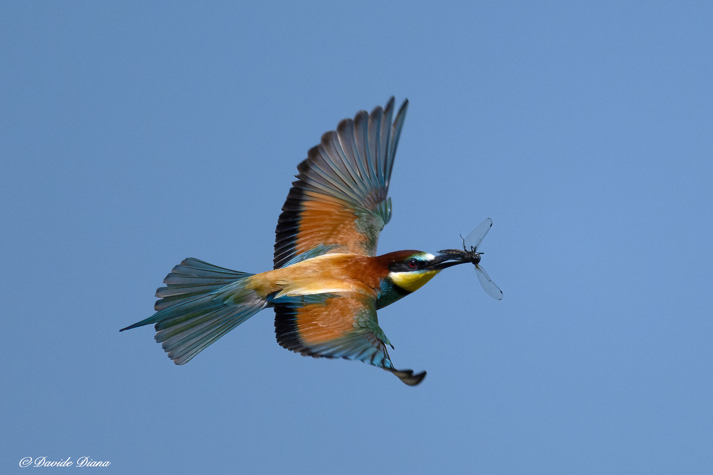 Bee-eater
