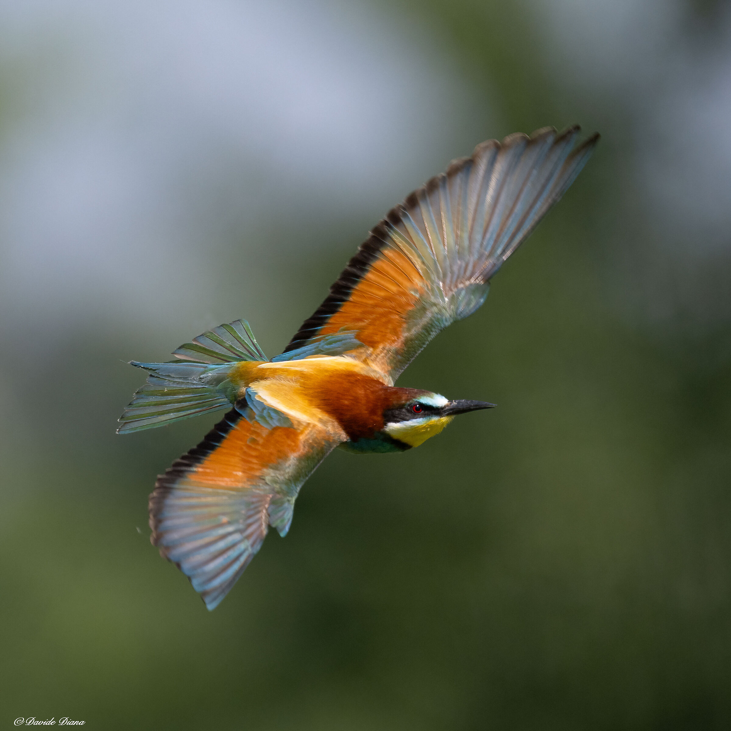 Bee-eater