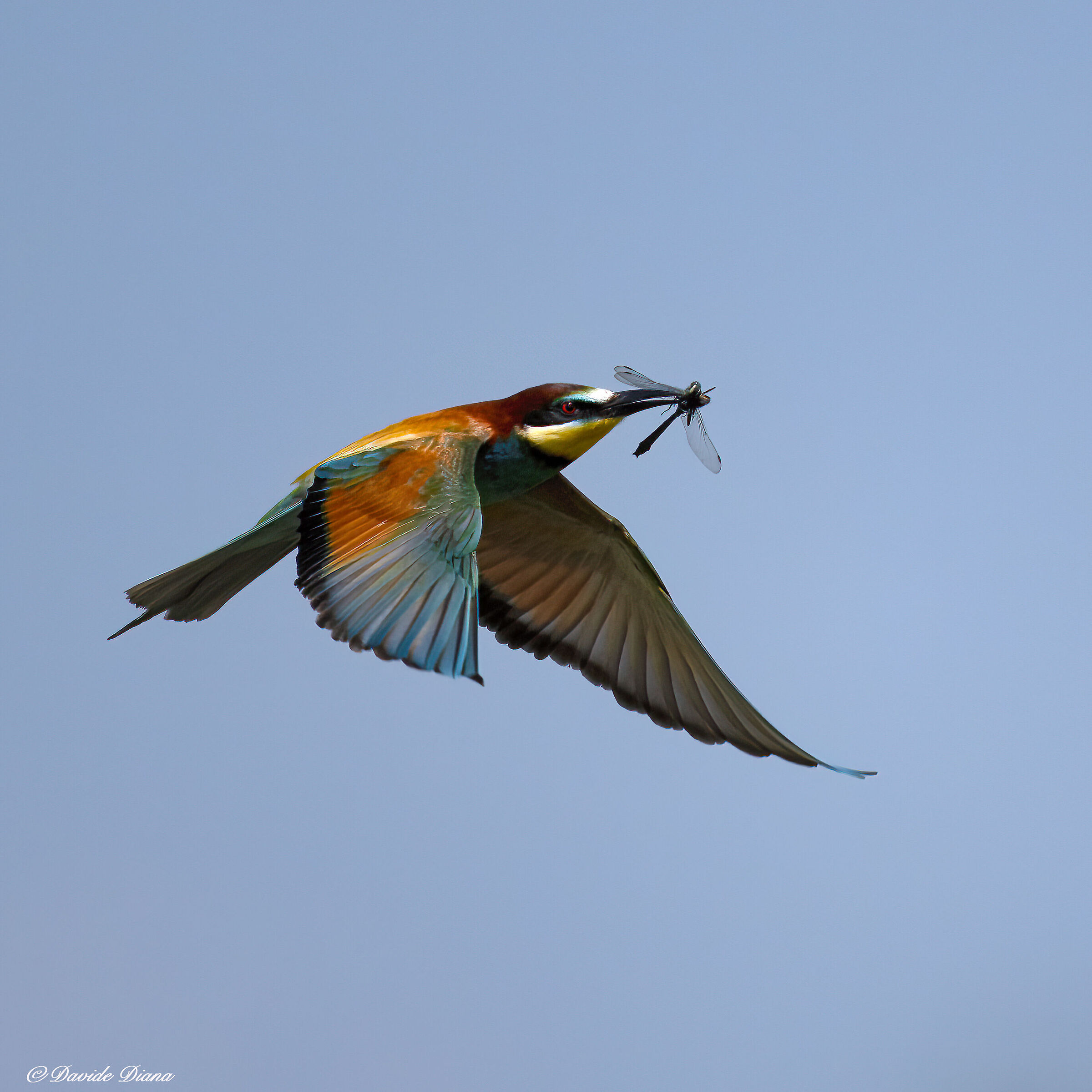 Bee-eater