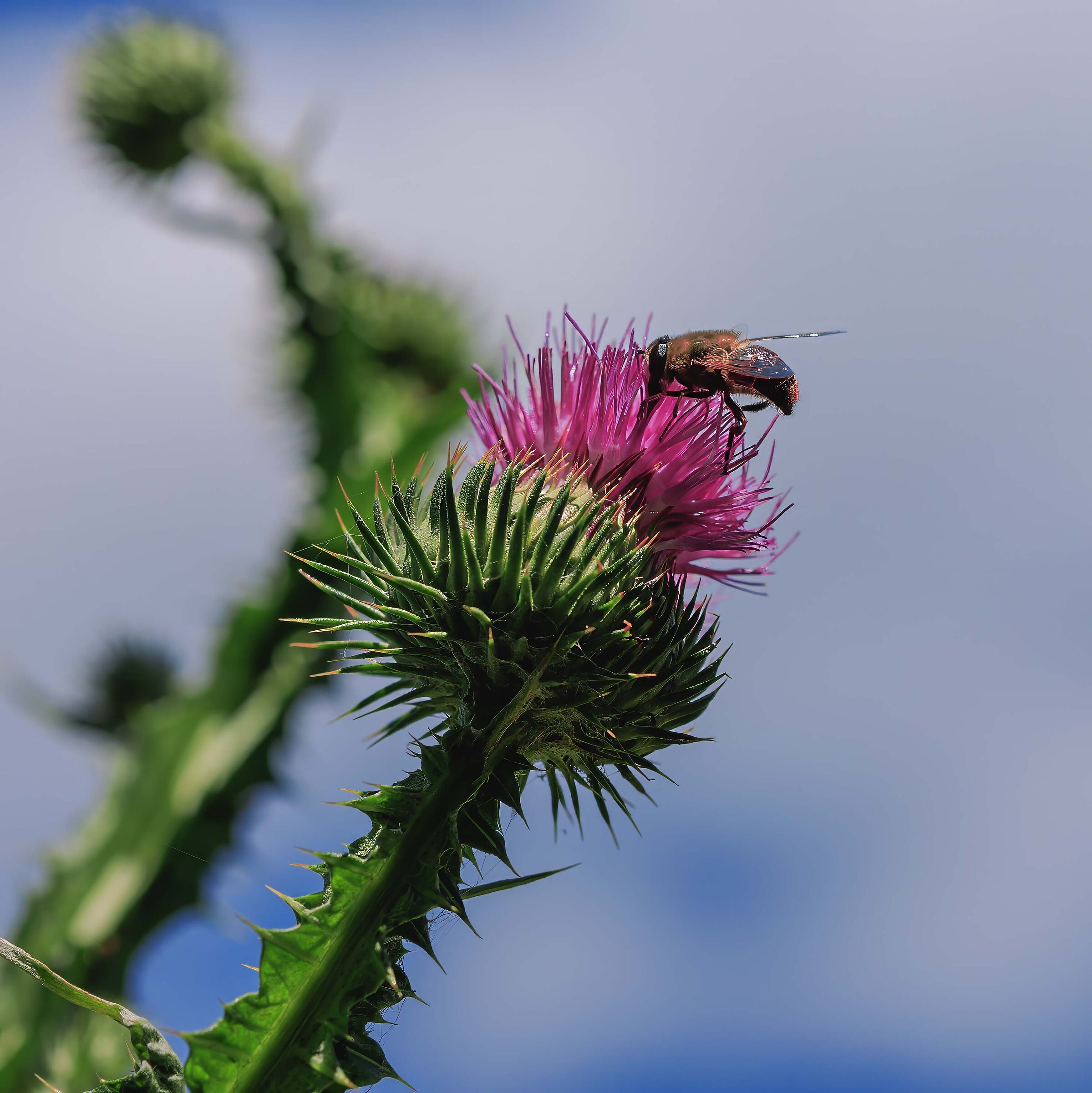 Piatto ricco, mi ci ficco