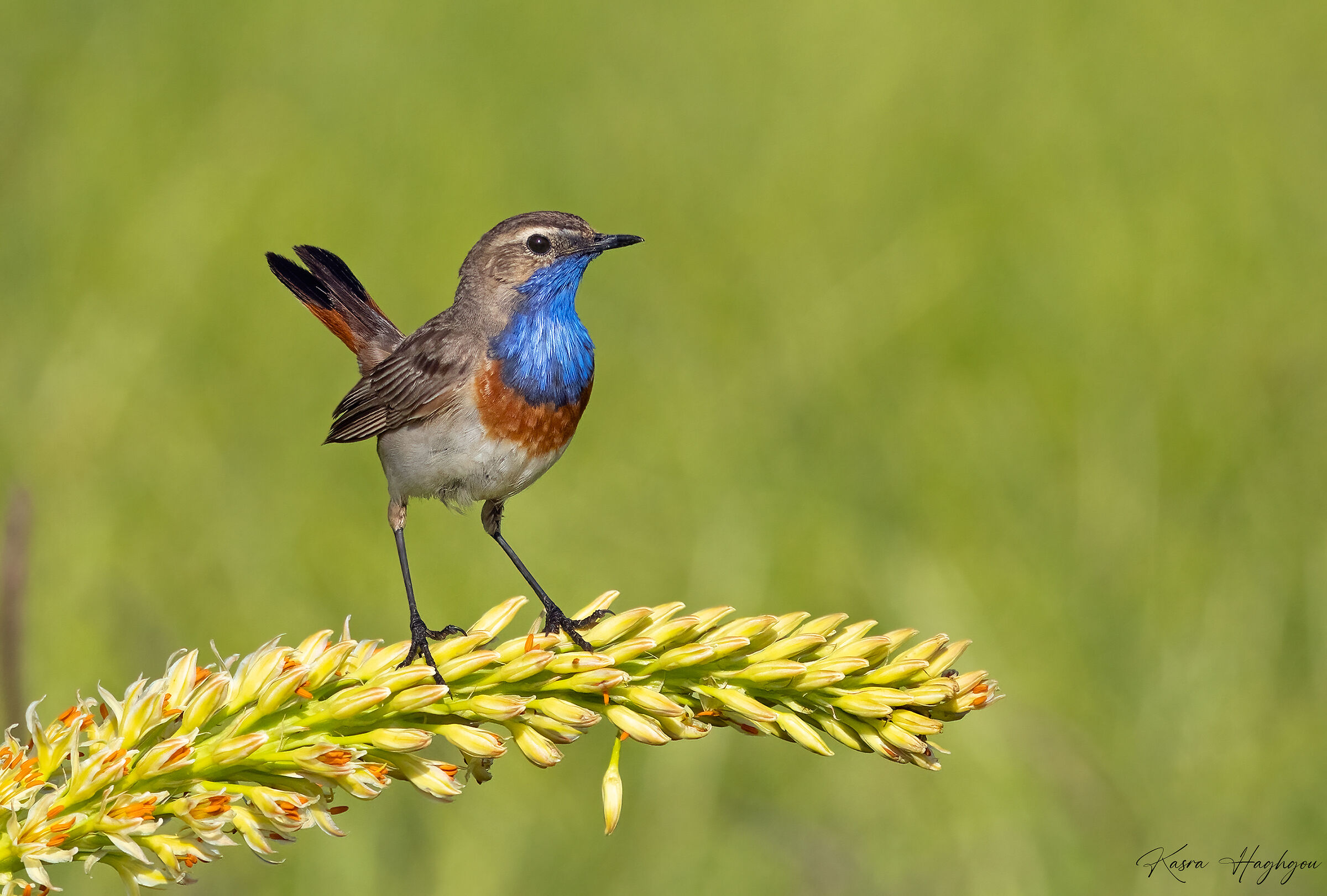 Bluethroat