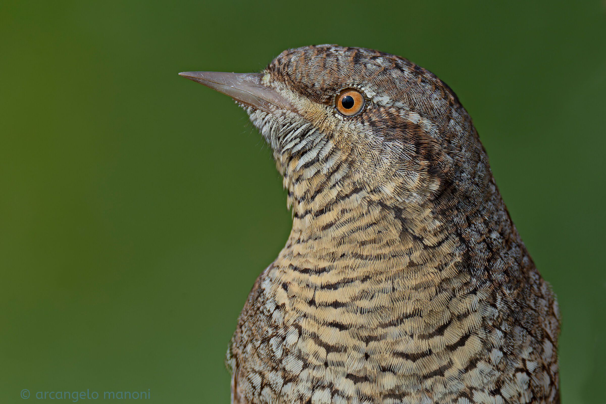 ritratto al torcicollo