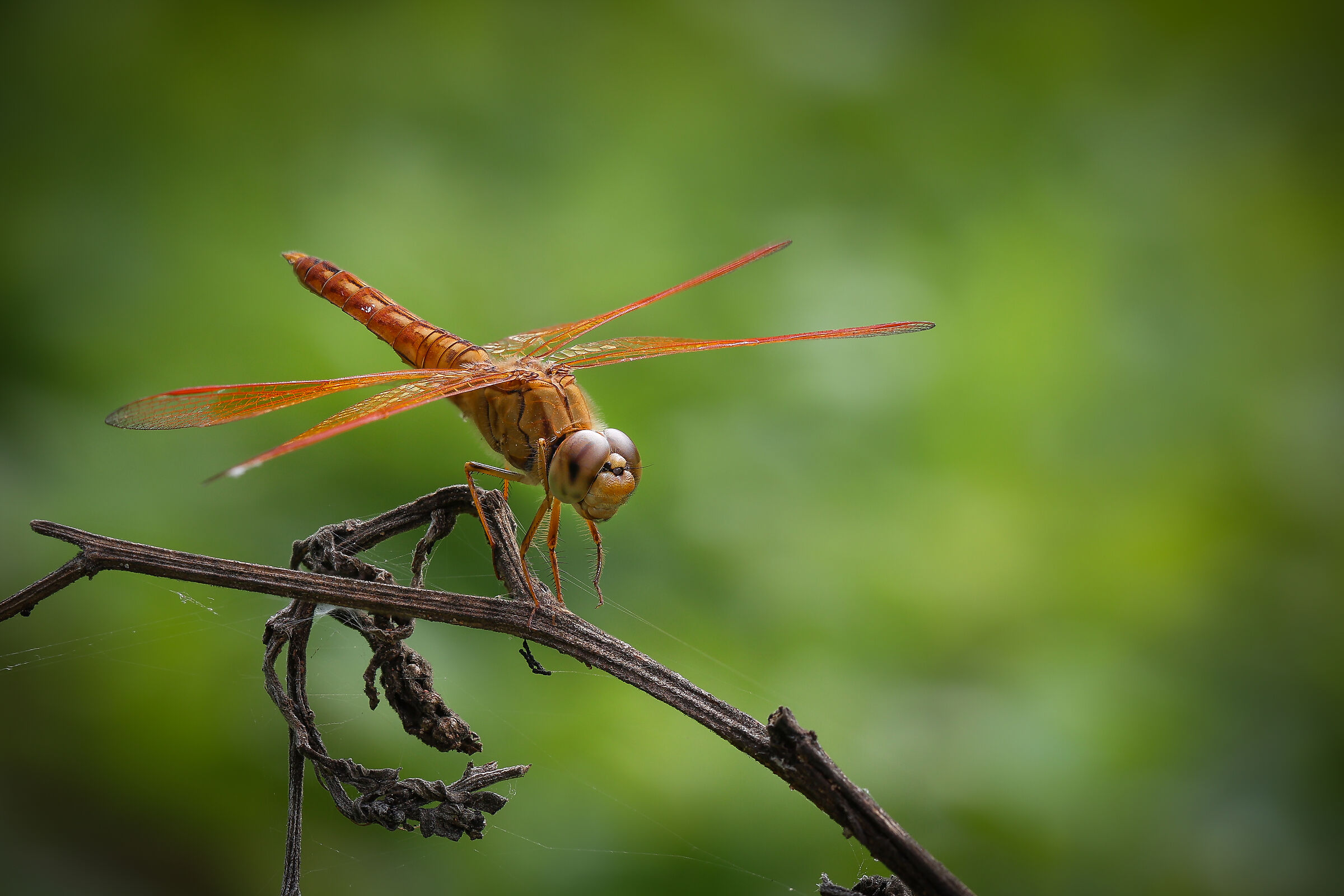 the dragon fly