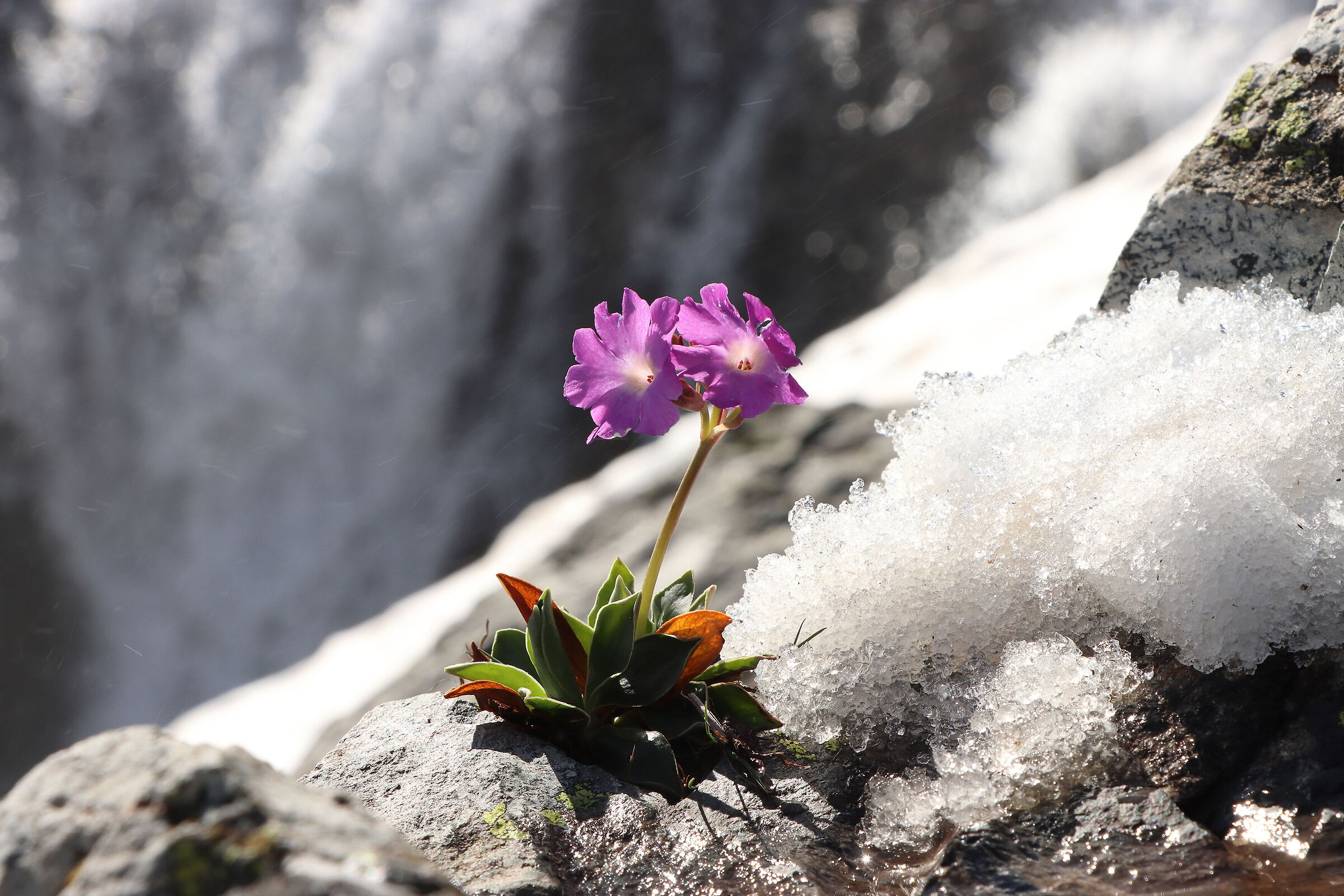 primrose of the "Cerviera"