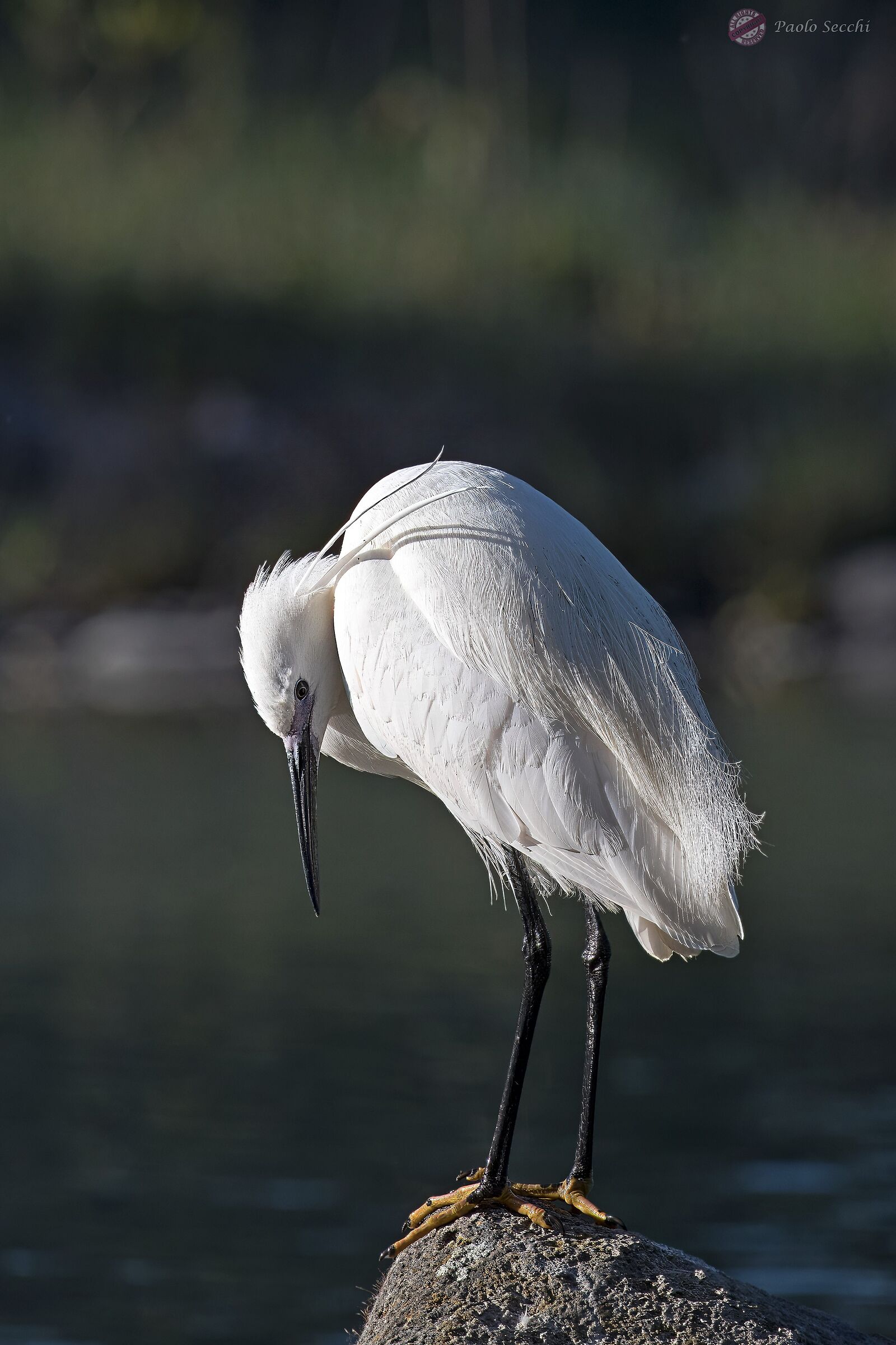 Dettaglio importante su una garzetta pentita