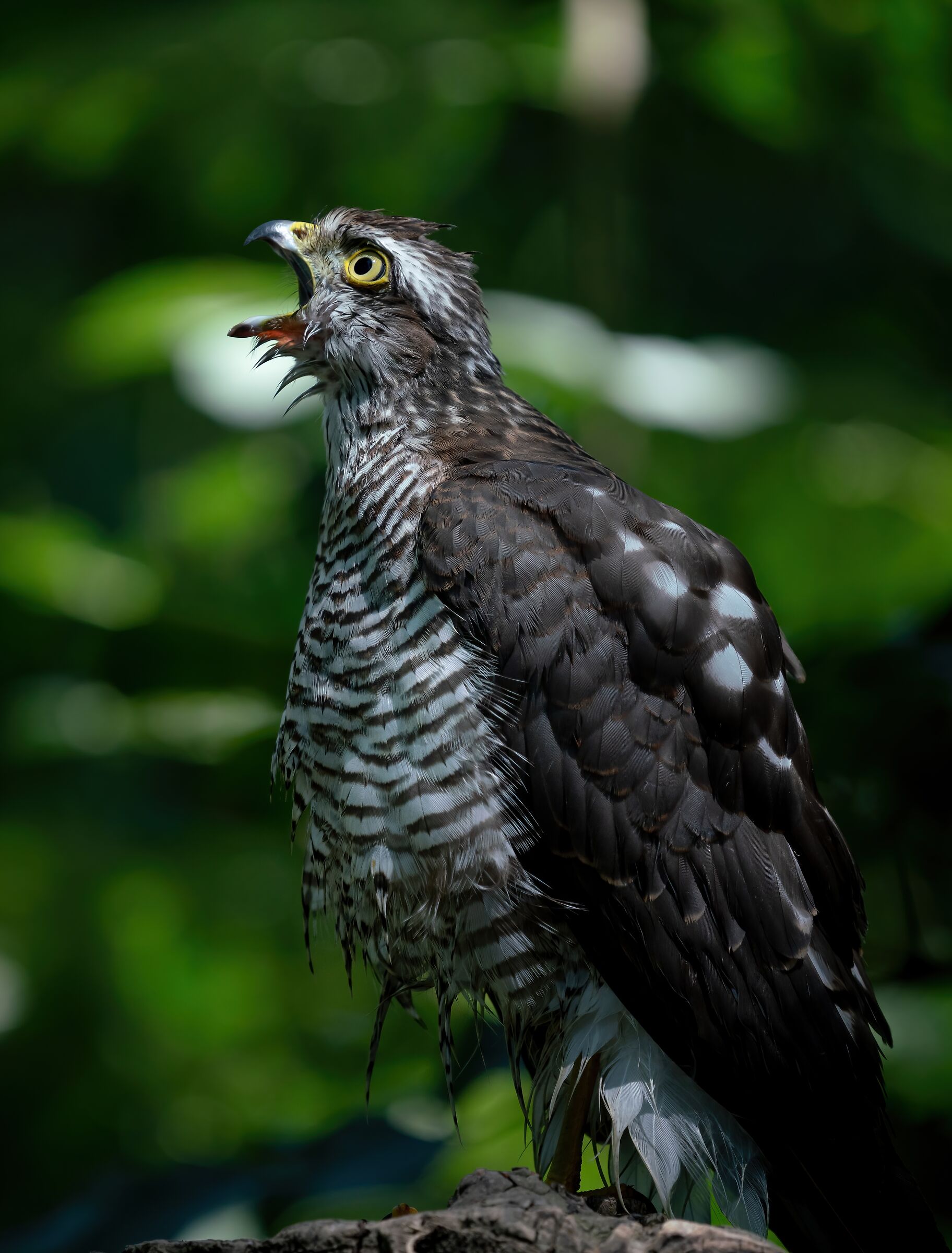 The Scream -Sparrowhawk