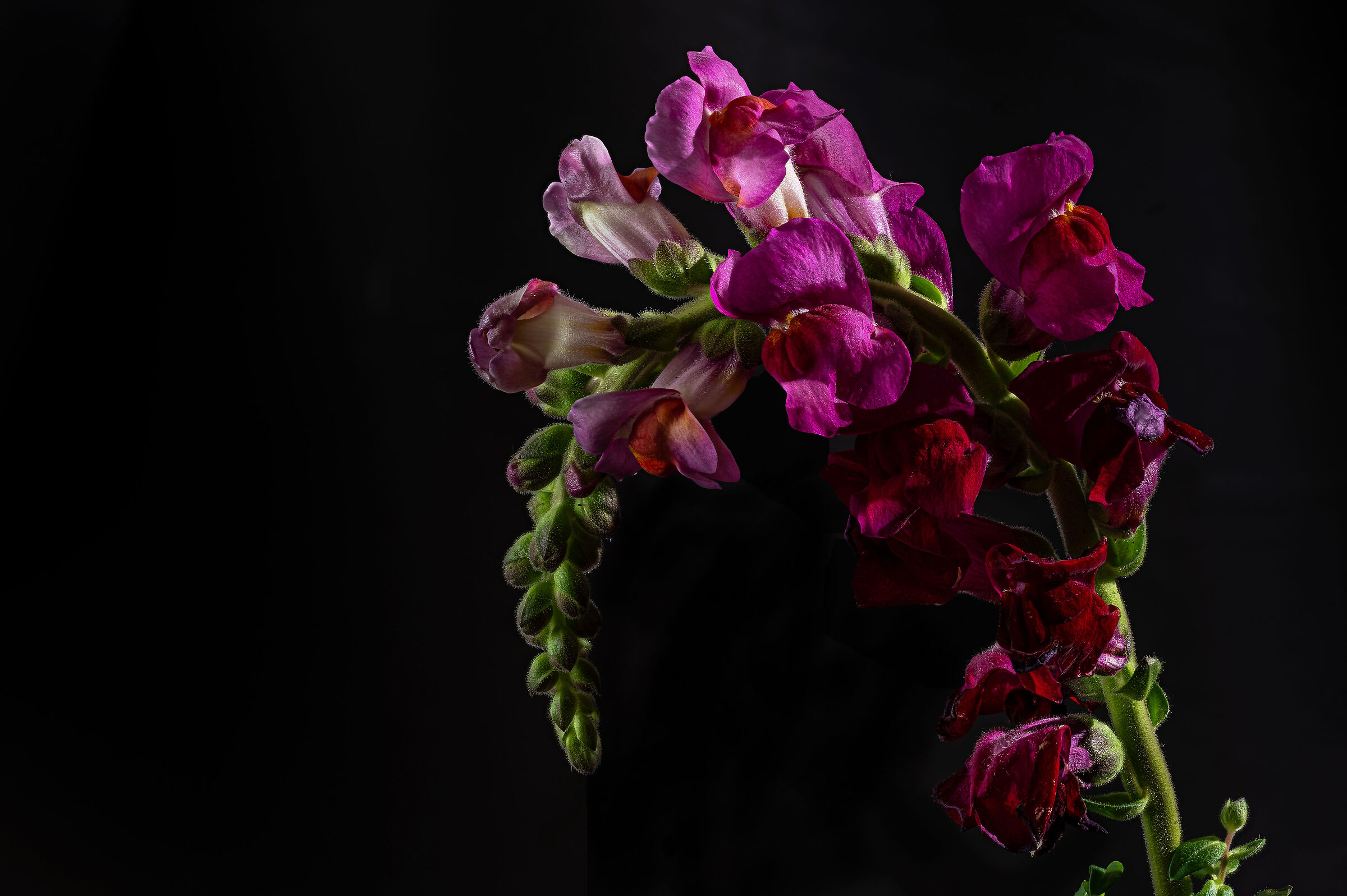 Antirrhinum