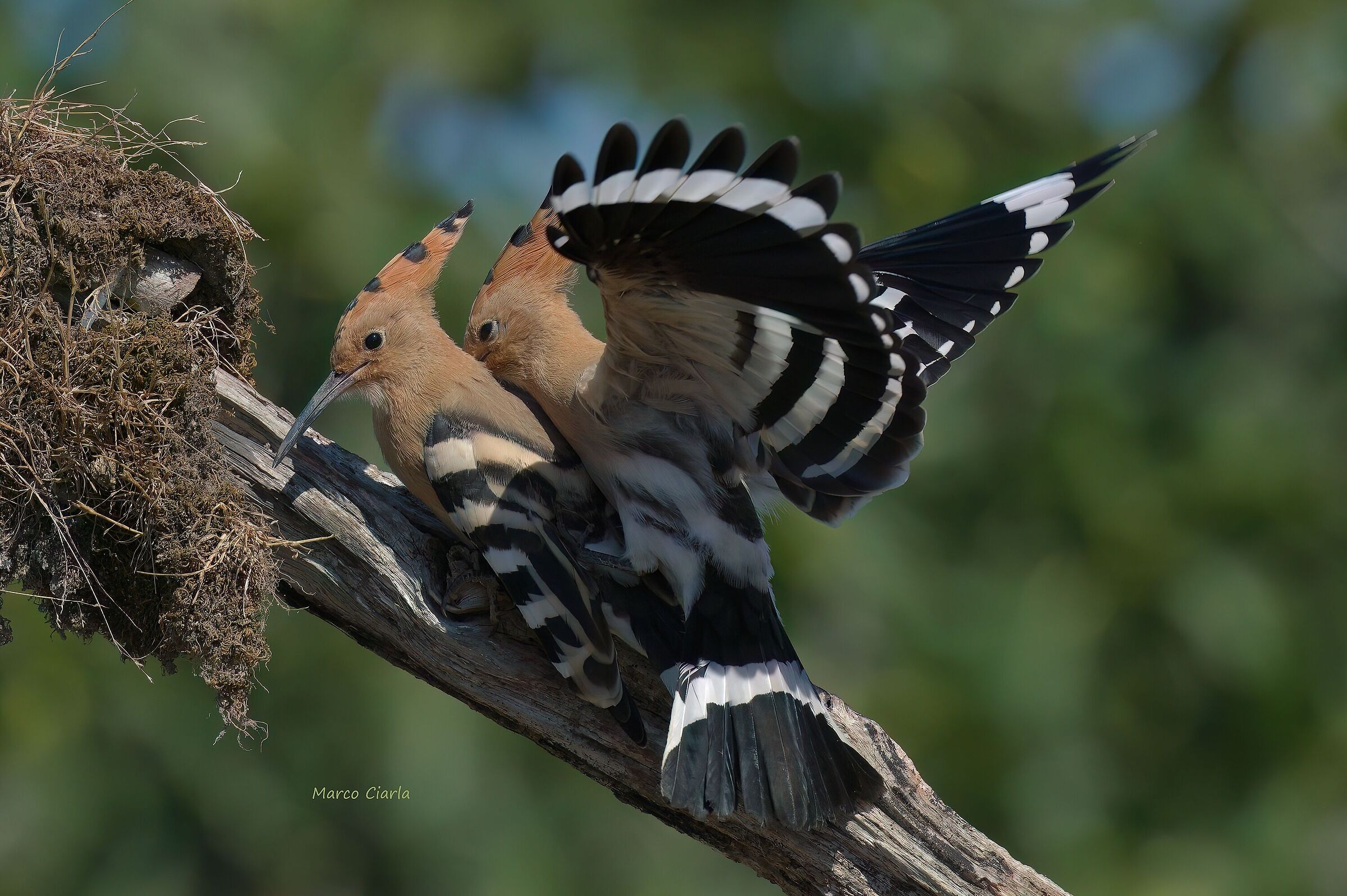 New loves   Upupa (Upupa epops)