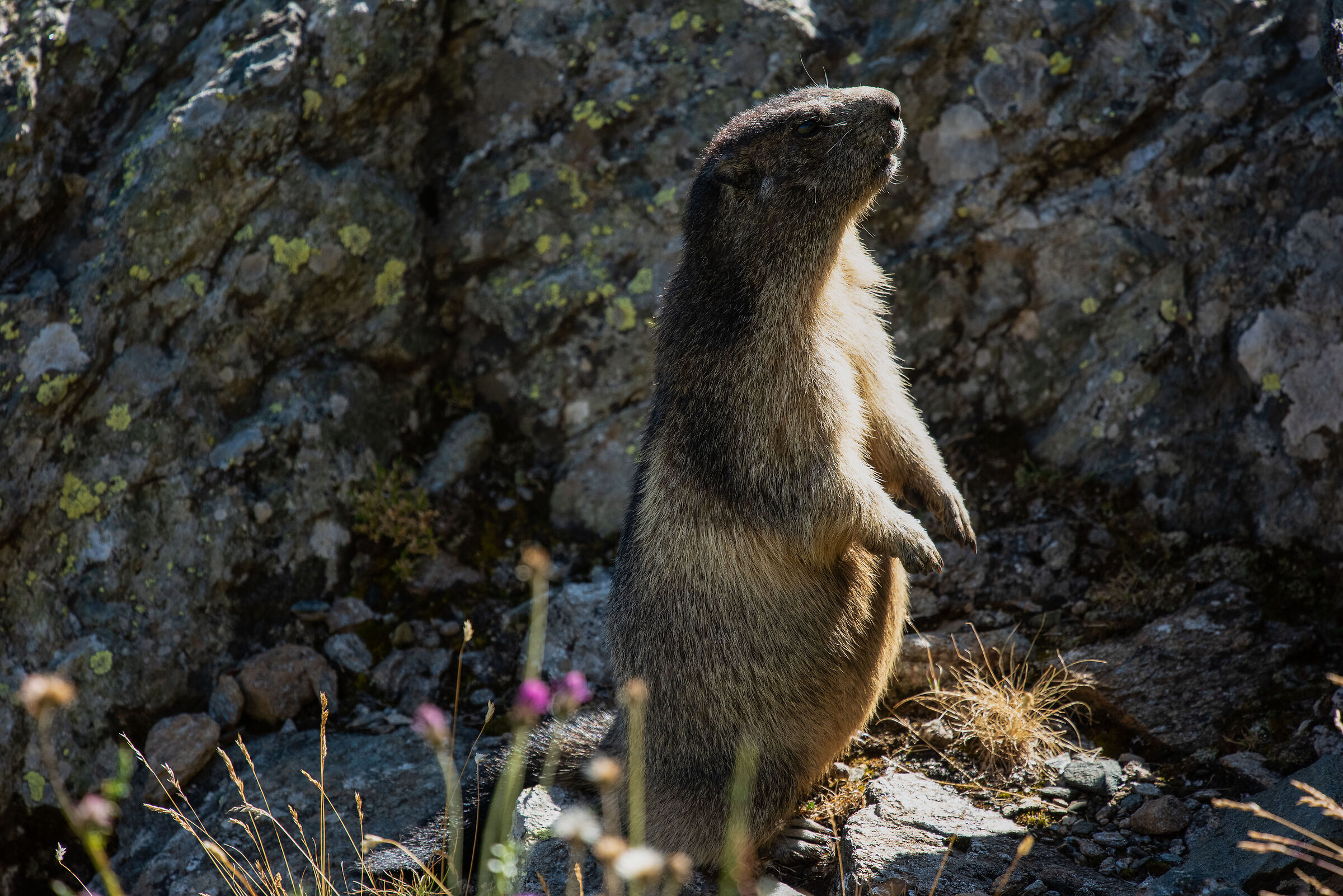 marmot